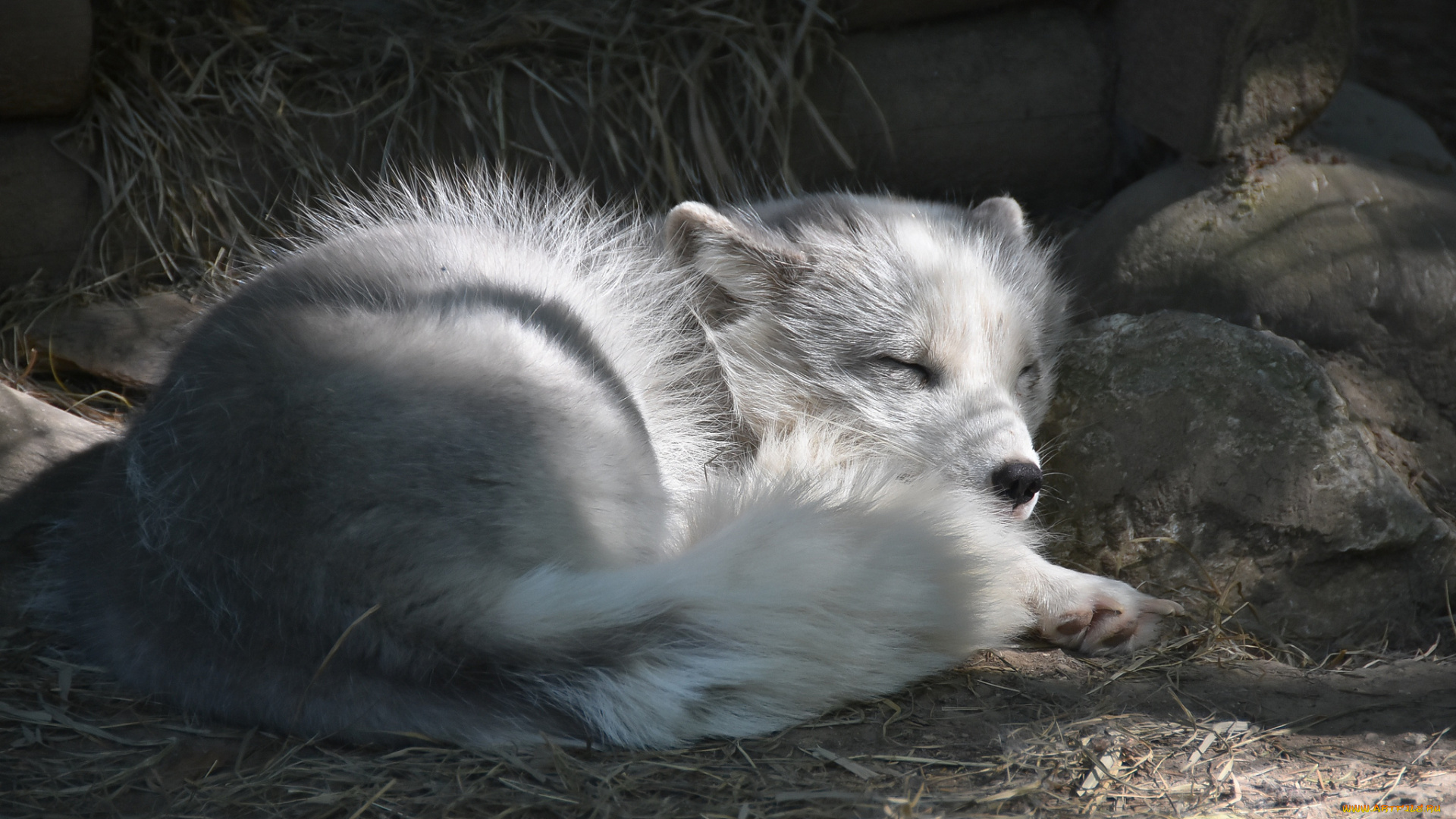 животные, песцы, песец