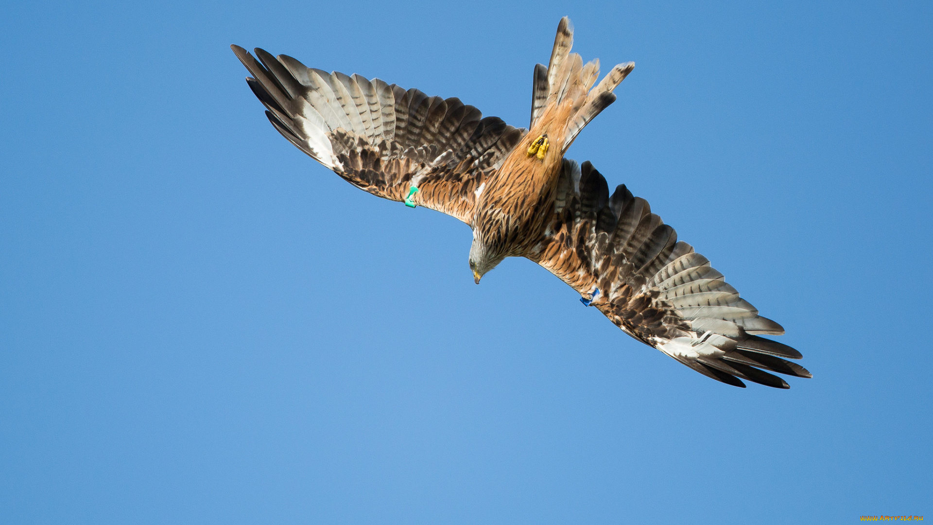 животные, птицы, -, хищники, птица