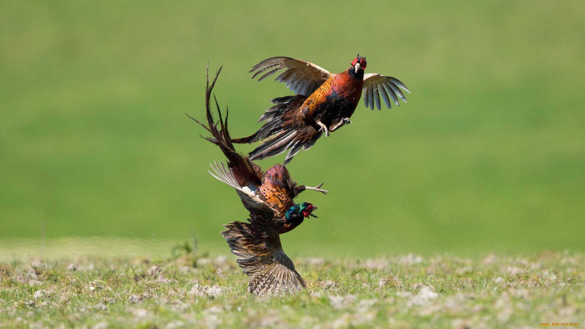 животные, птицы