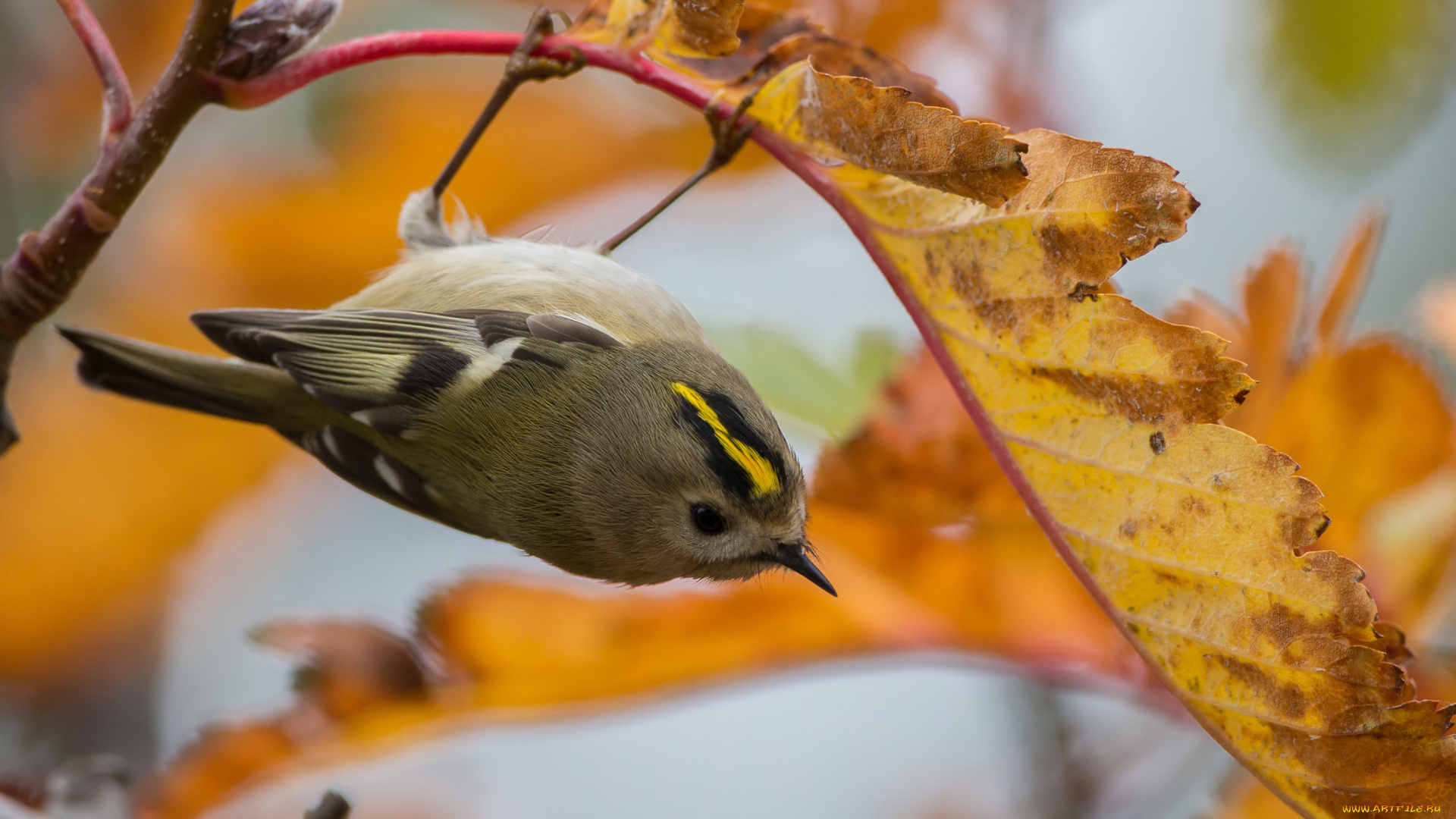 животные, птицы, поползень