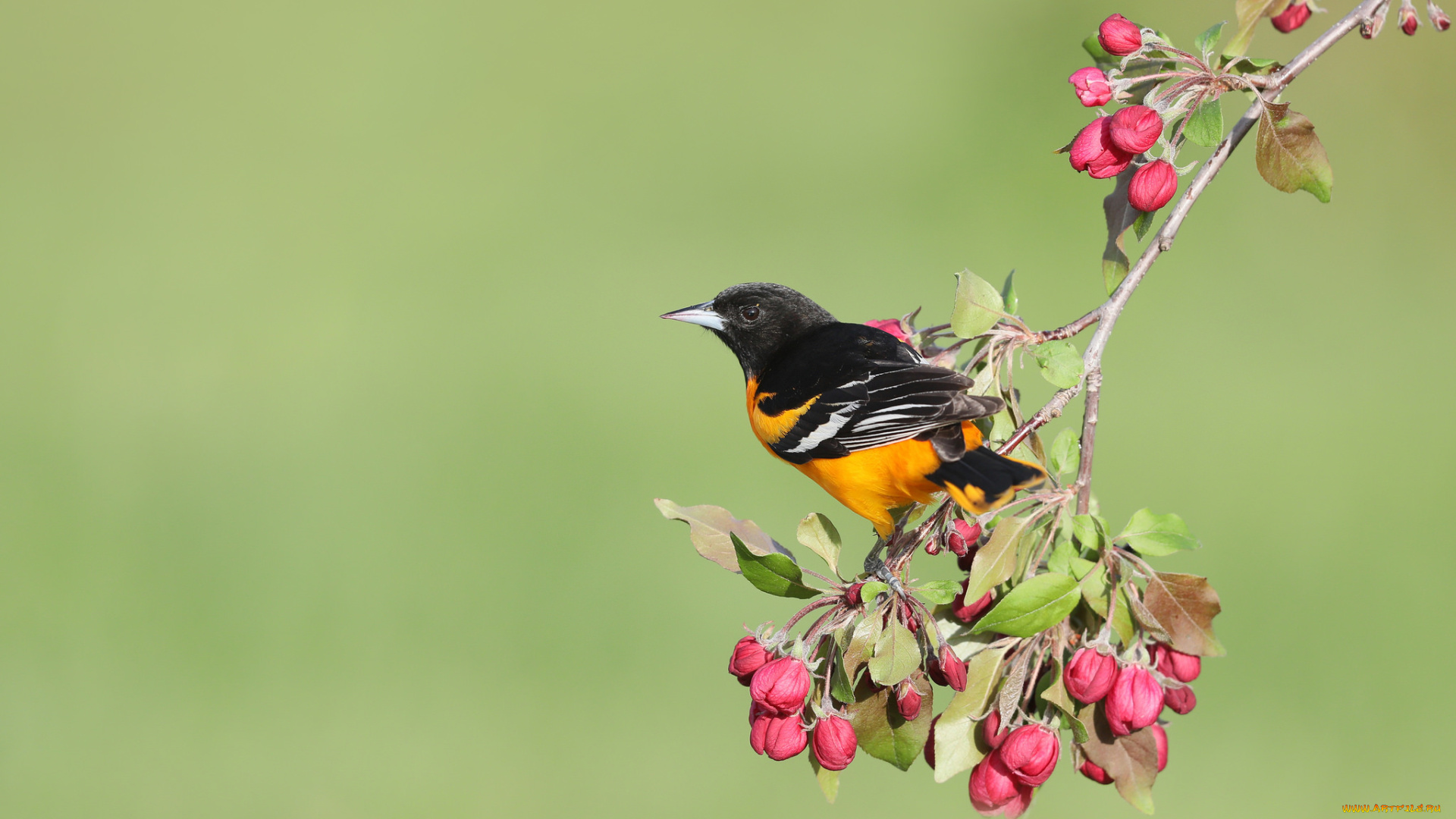 животные, птицы, птица, цветы, весна