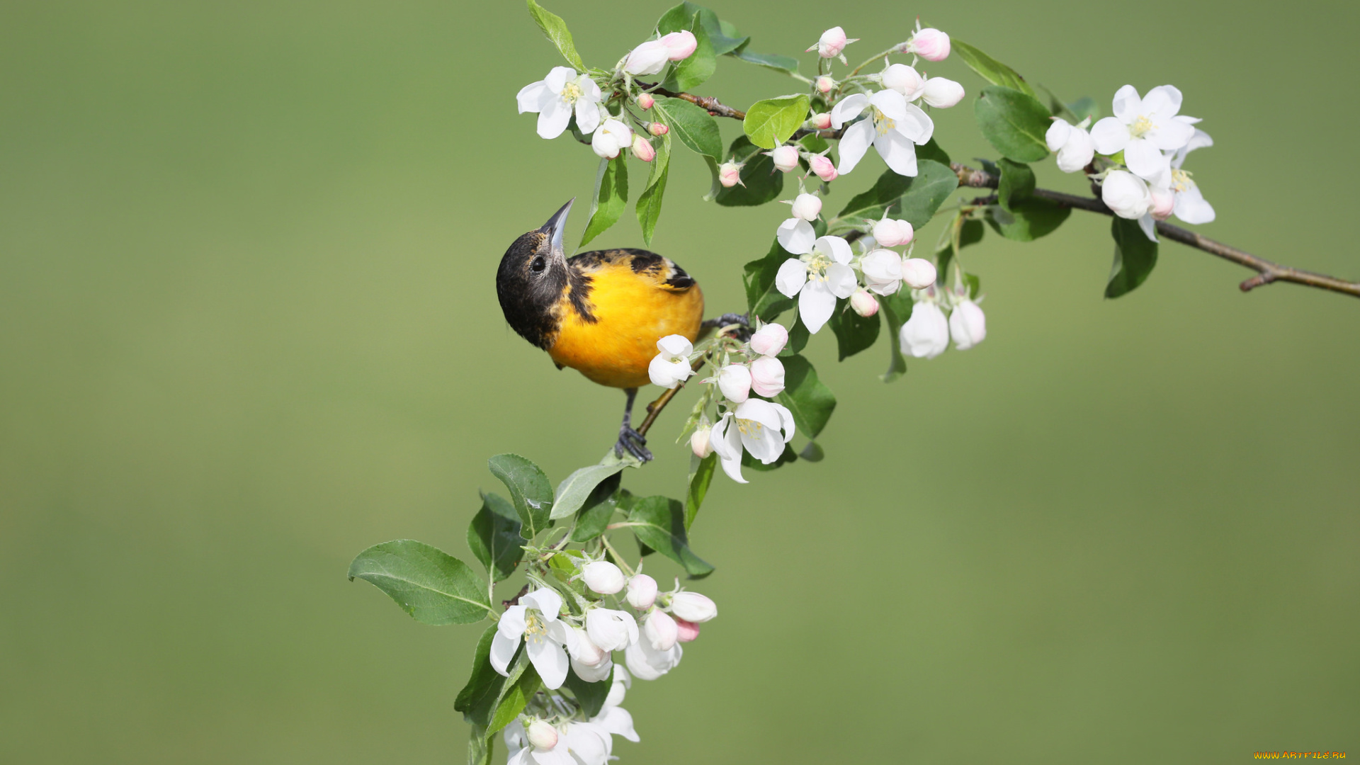 животные, птицы, весна, цветы, птица