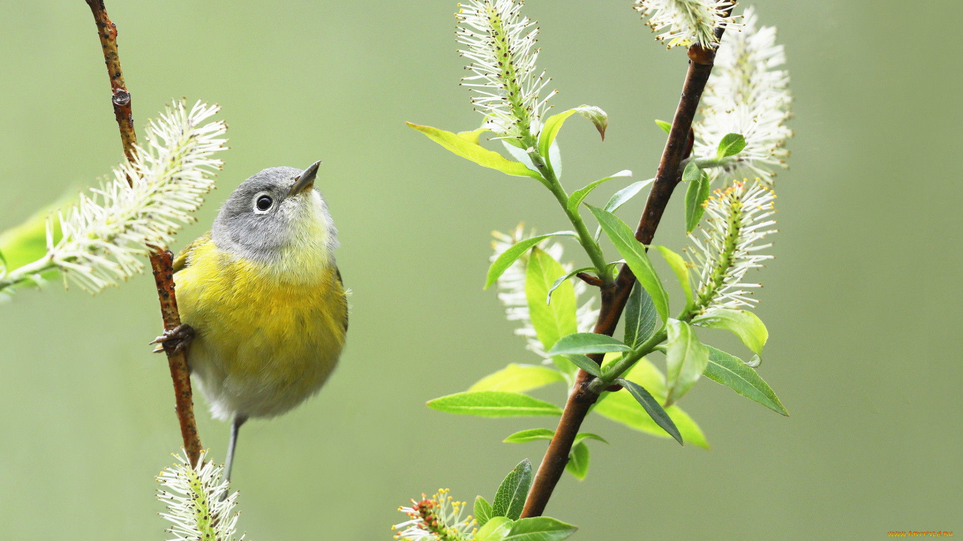 животные, птицы, весна, цветы, птица