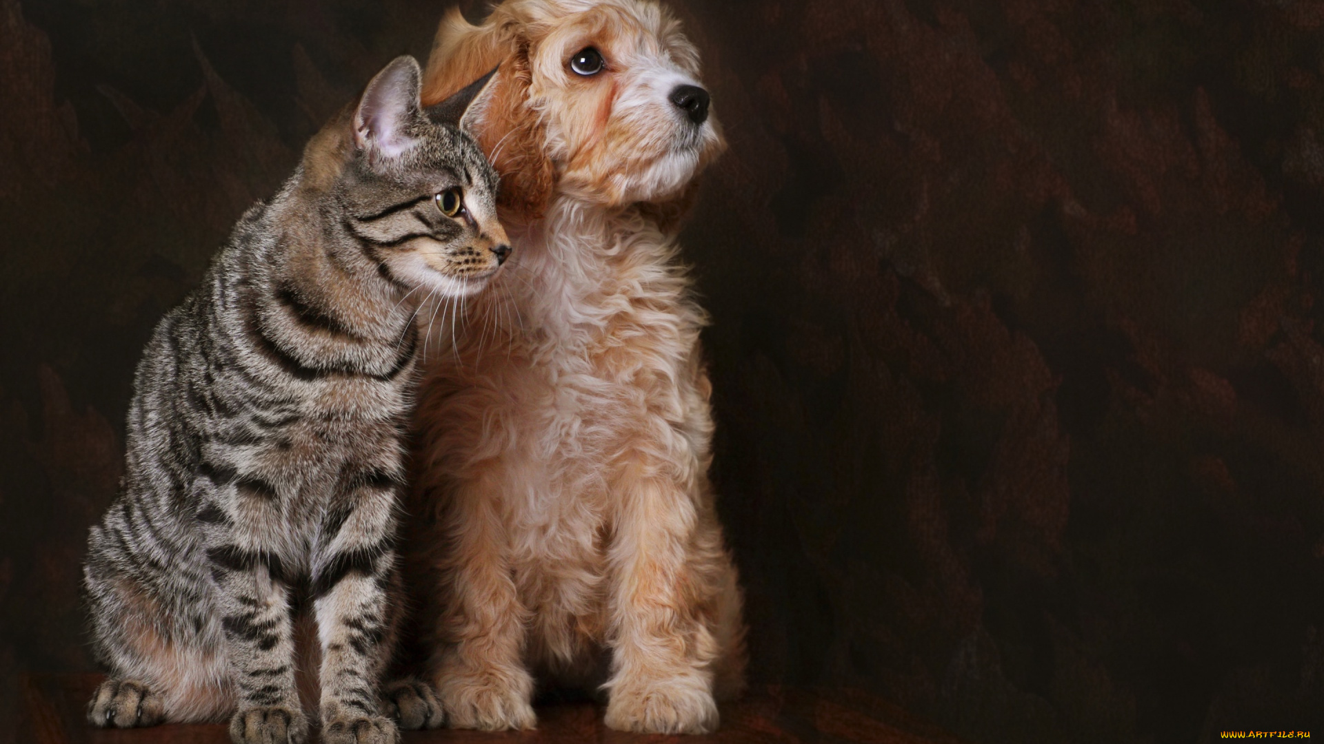 животные, разные, вместе, кот, собака, друг, взгляд