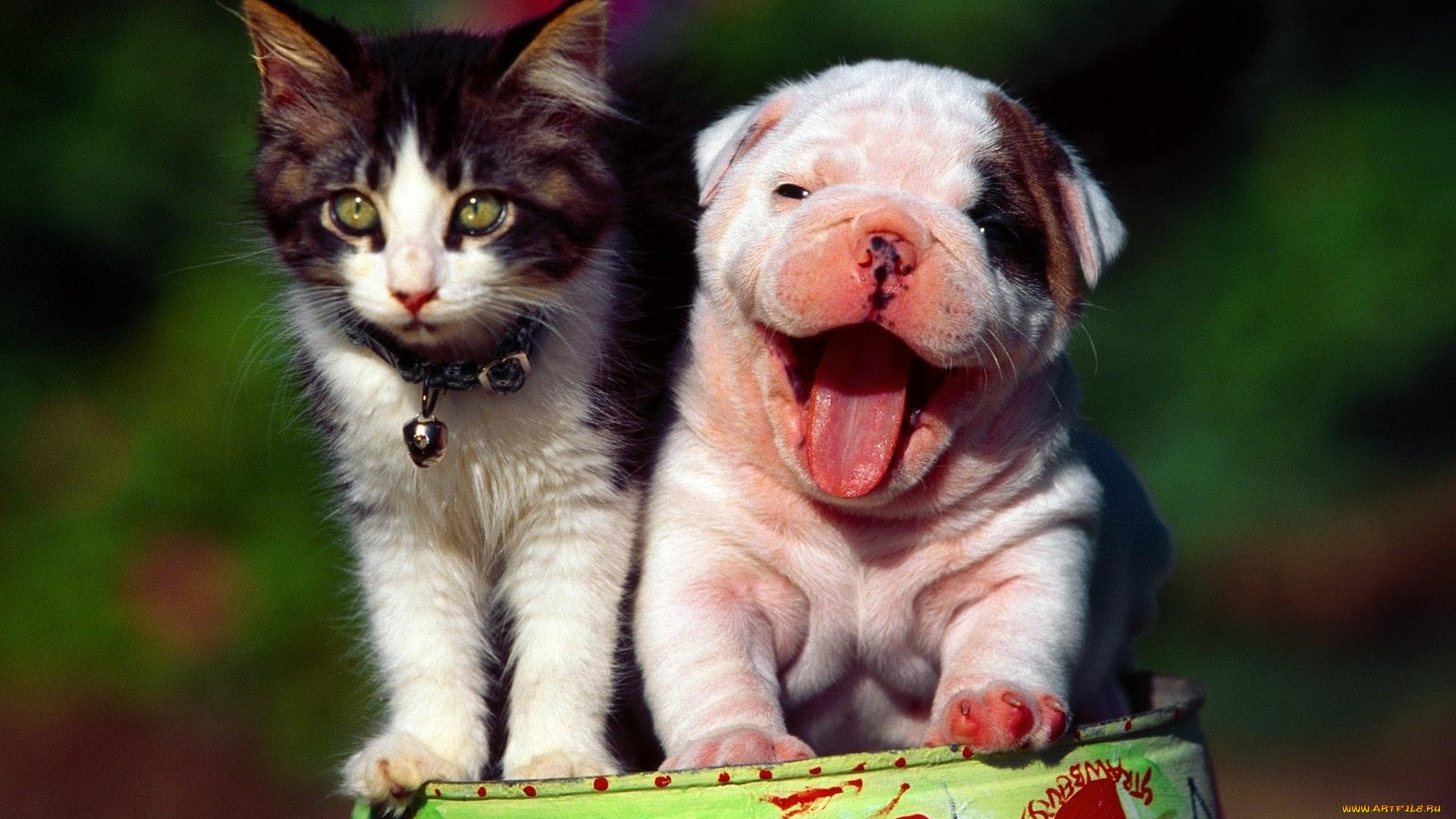 животные, разные, вместе, зевота, щенок, котенок