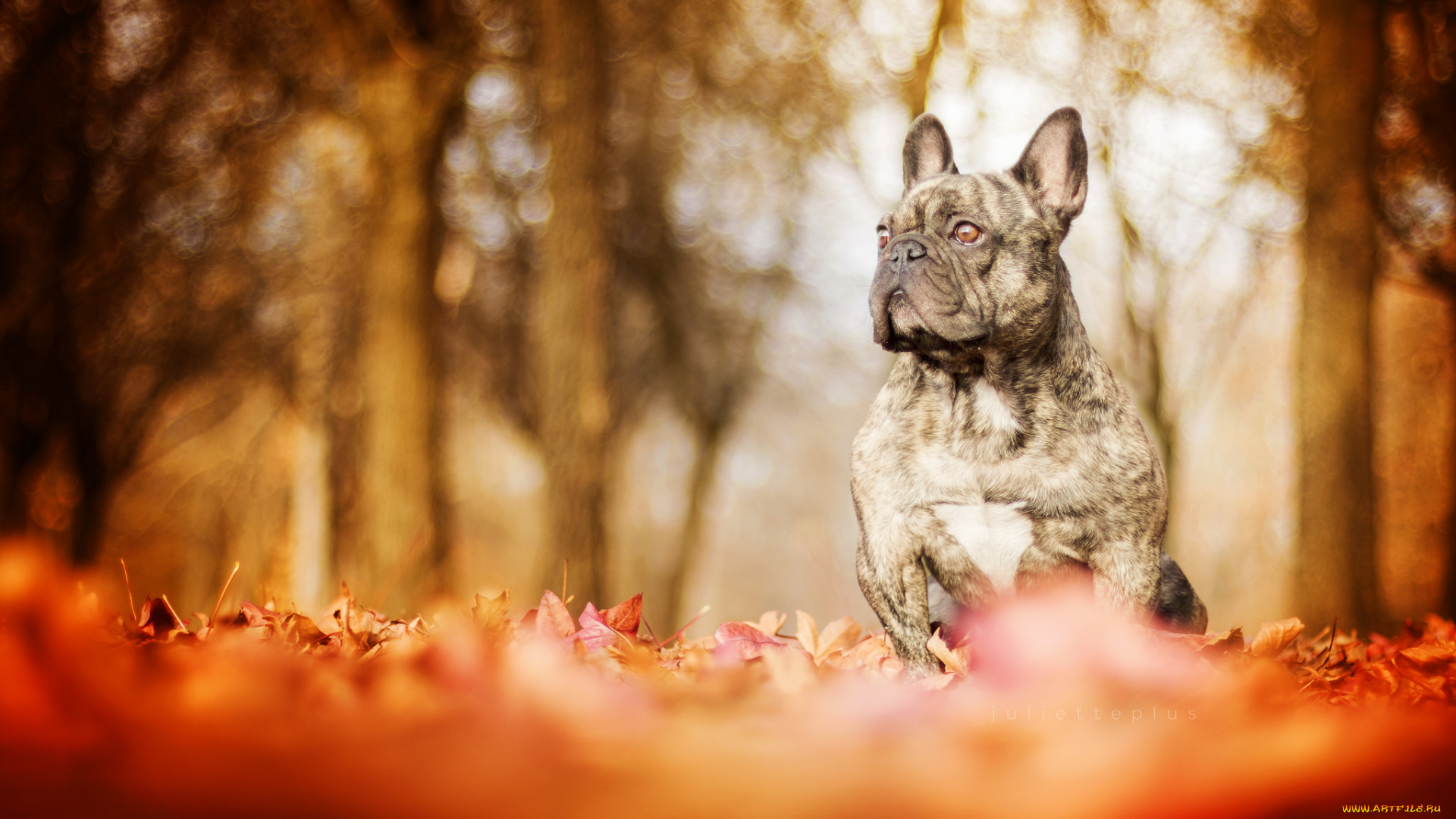 животные, собаки, дог, сабака, листья, осень, прогулка