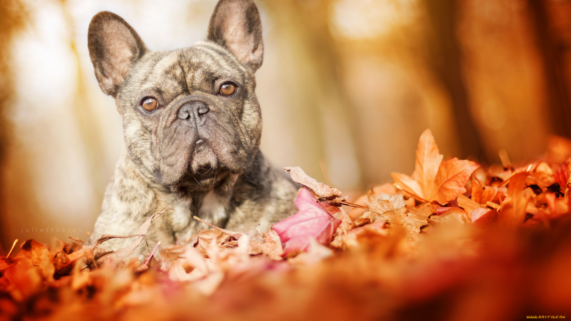 животные, собаки, дог, сабака, прогулка, листья, осень