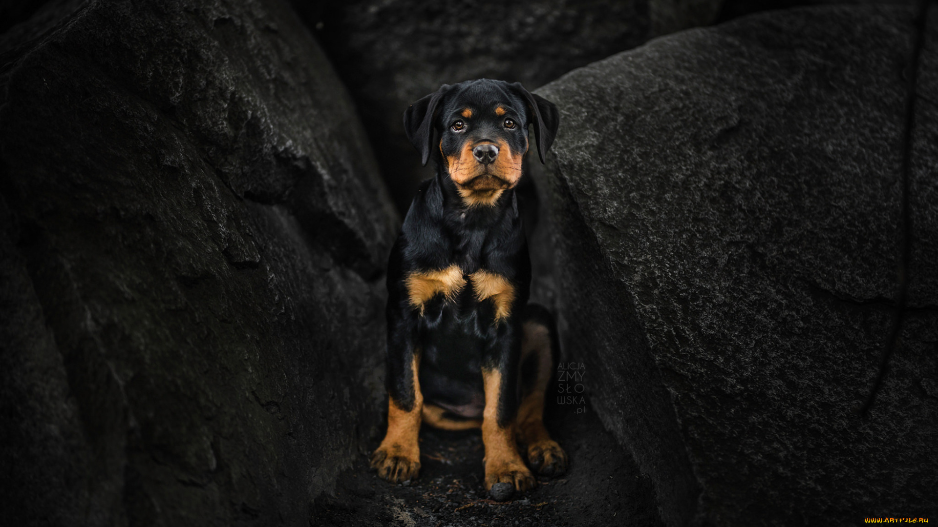 животные, собаки, фон, порода, сабака