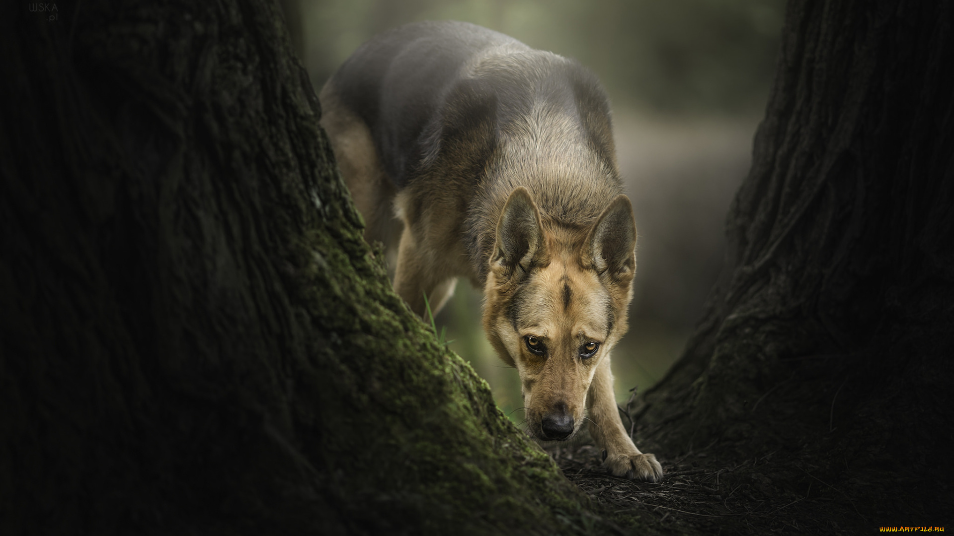 животные, собаки, фон, прогулка, сабака