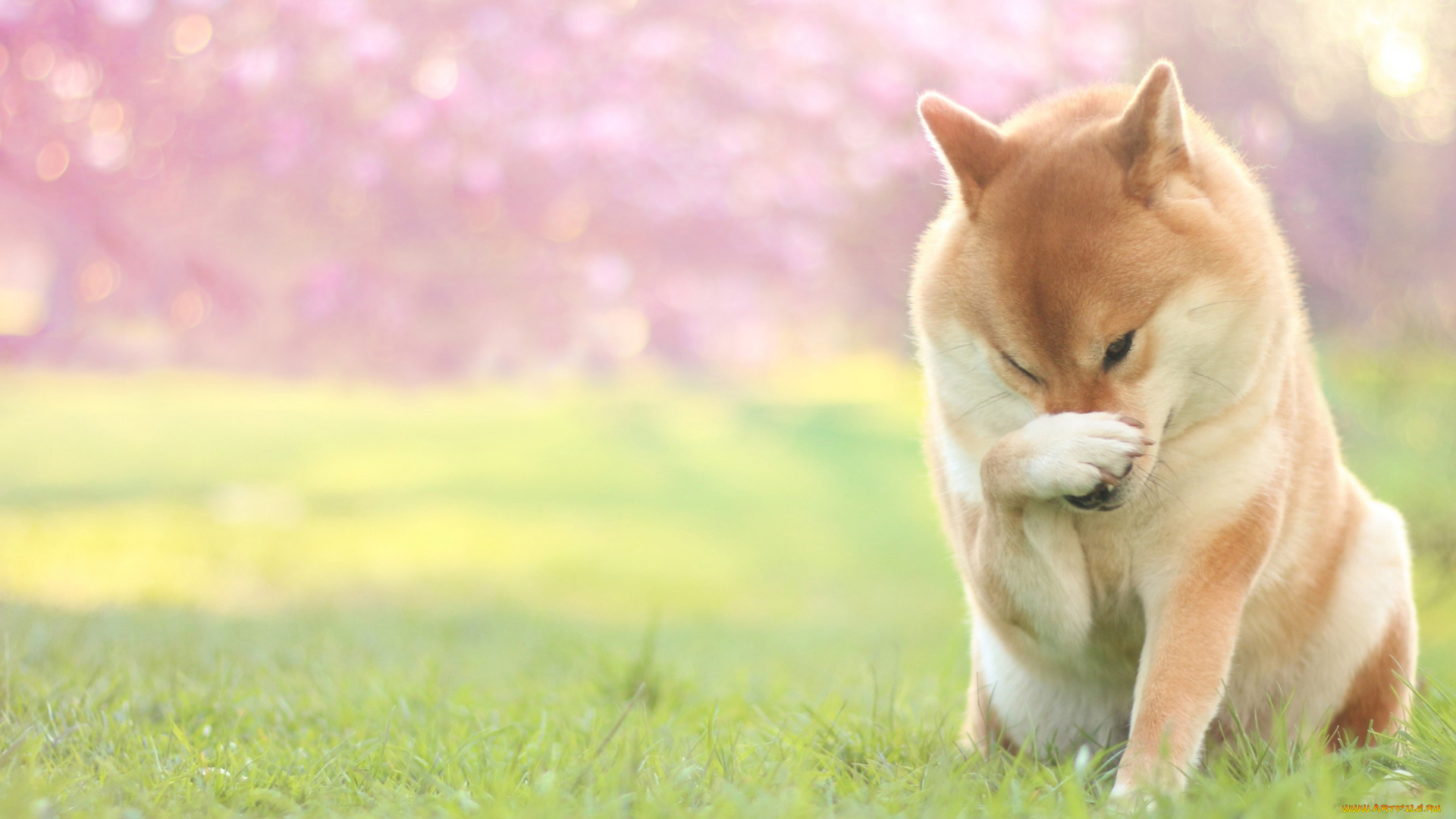 животные, собаки, газон, трава, весна