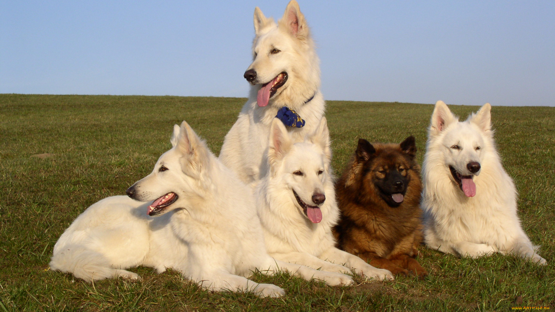 животные, собаки, овчарки, белые, рыжая, трава