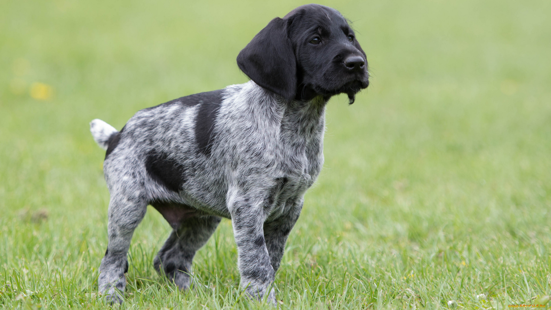 животные, собаки, песик