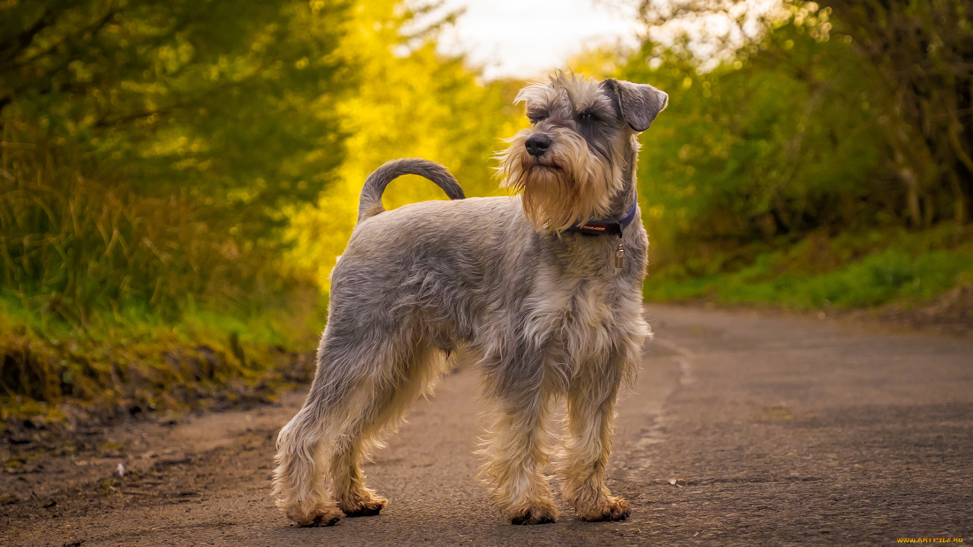 животные, собаки, песик