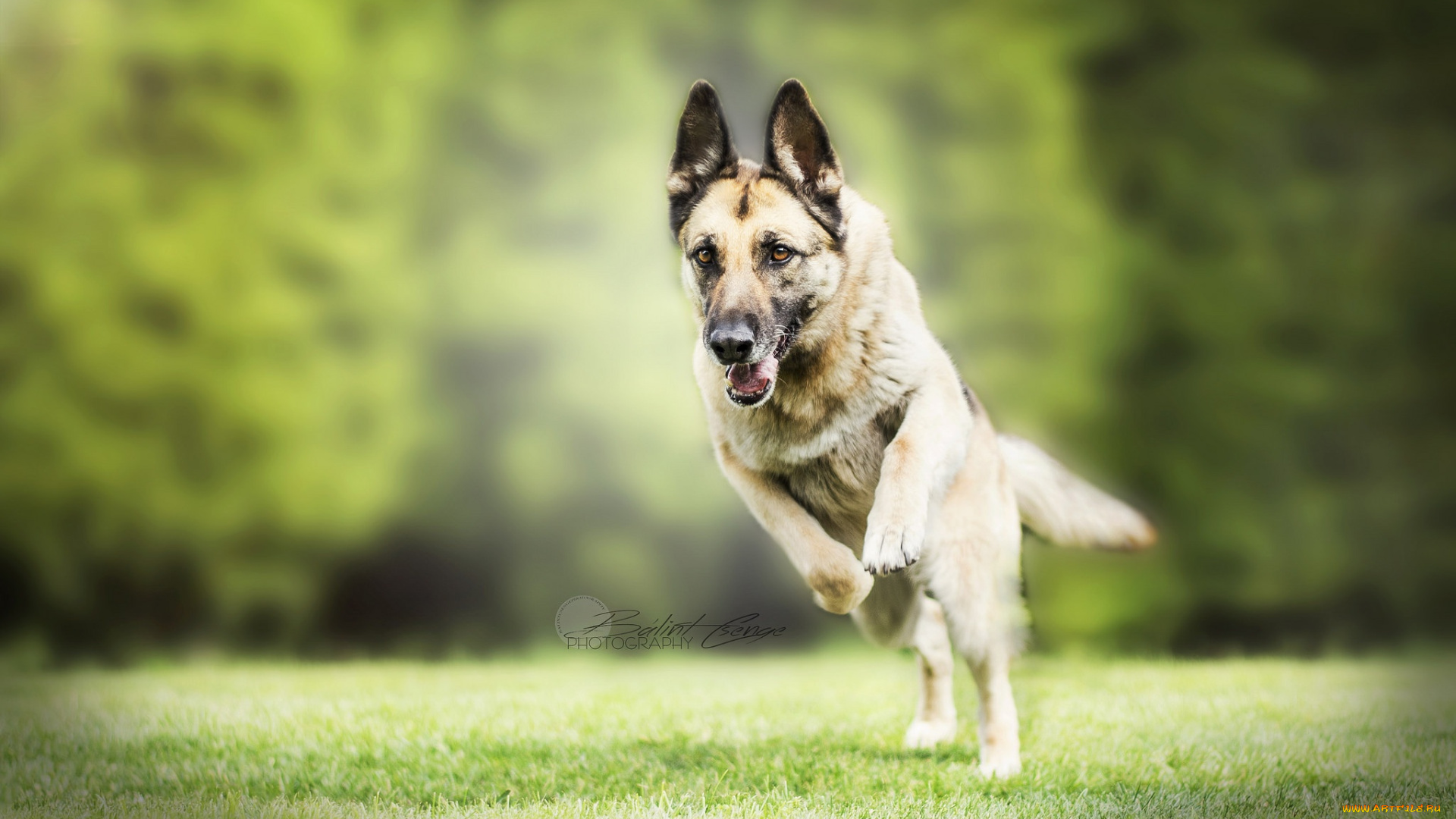 животные, собаки, природа, собака, друг, немецкая, овчарка