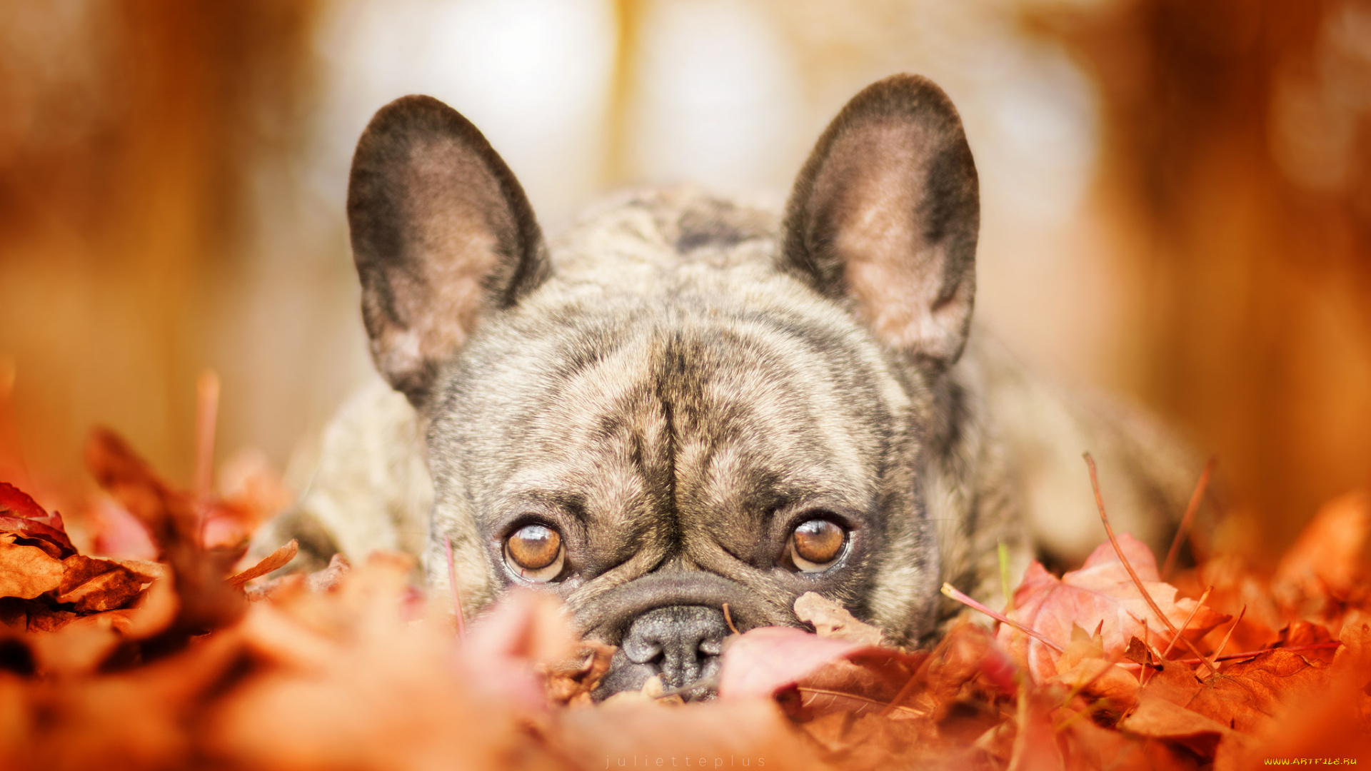 животные, собаки, прогулка, дог, осень, собака, листья