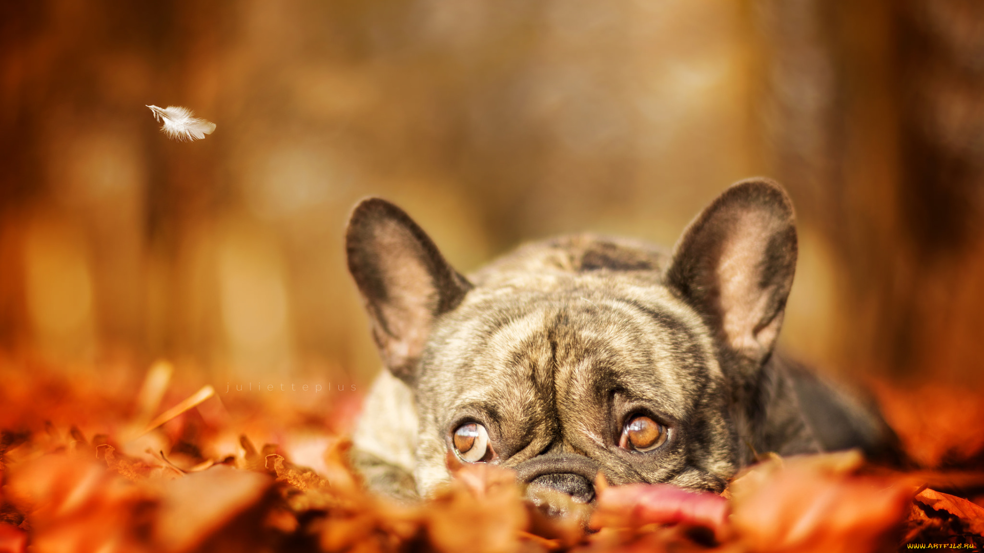 животные, собаки, прогулка, дог, сабака, листья, осень