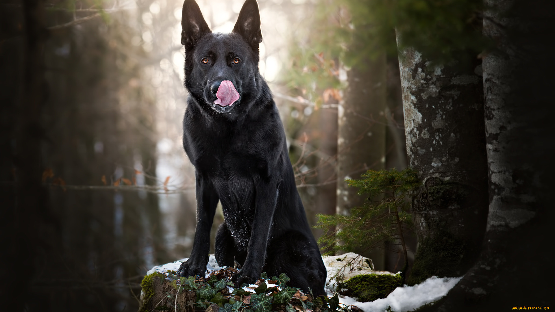 животные, собаки, прогулка, собака, лес