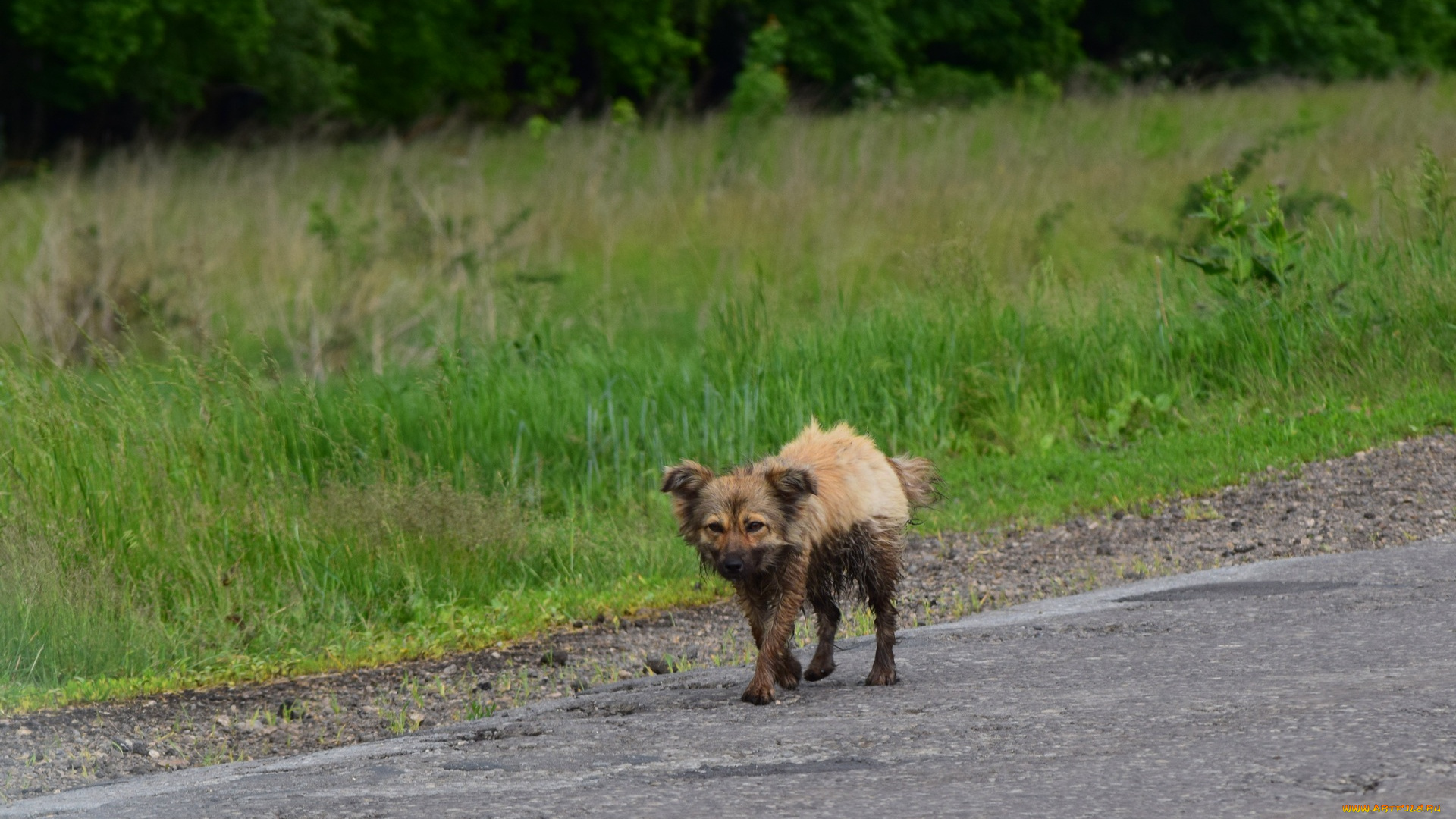 животные, собаки, собака