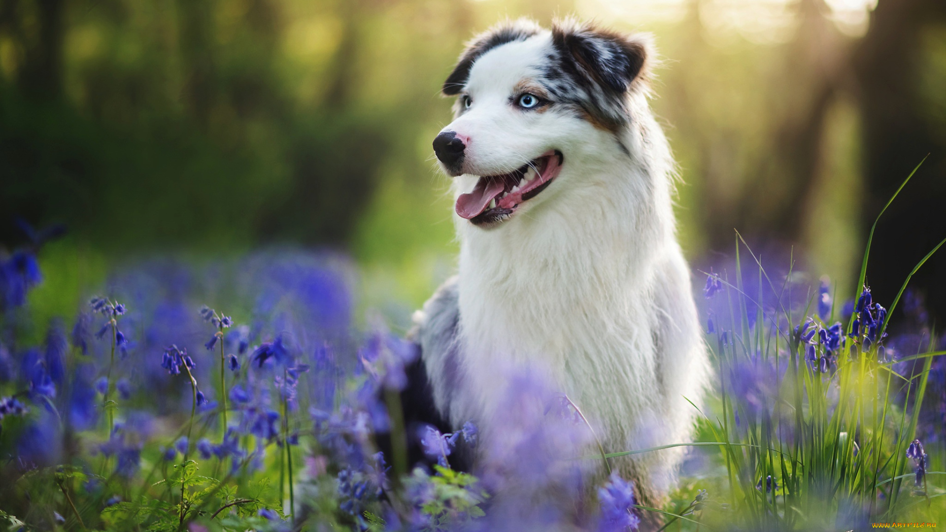 животные, собаки, собака, лето, друг