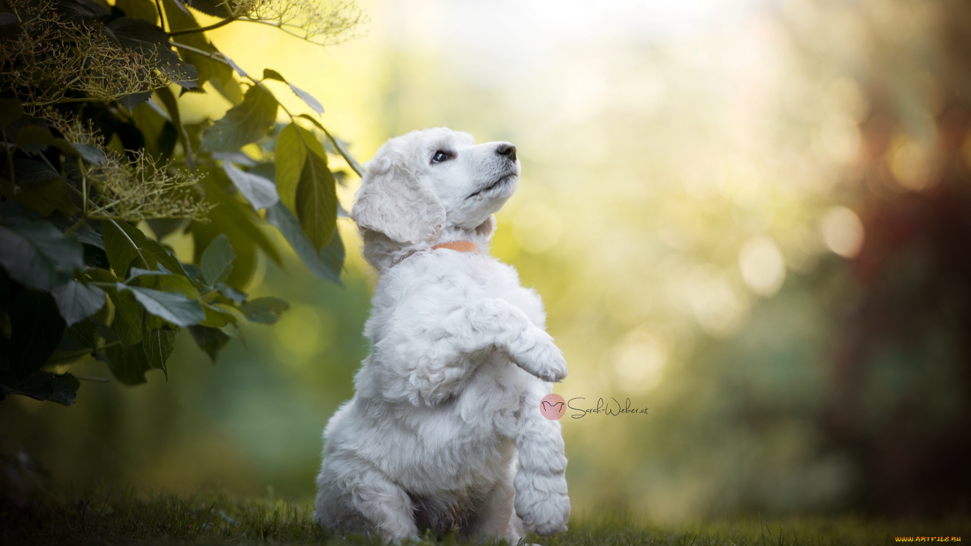 животные, собаки, собака, лето, природа