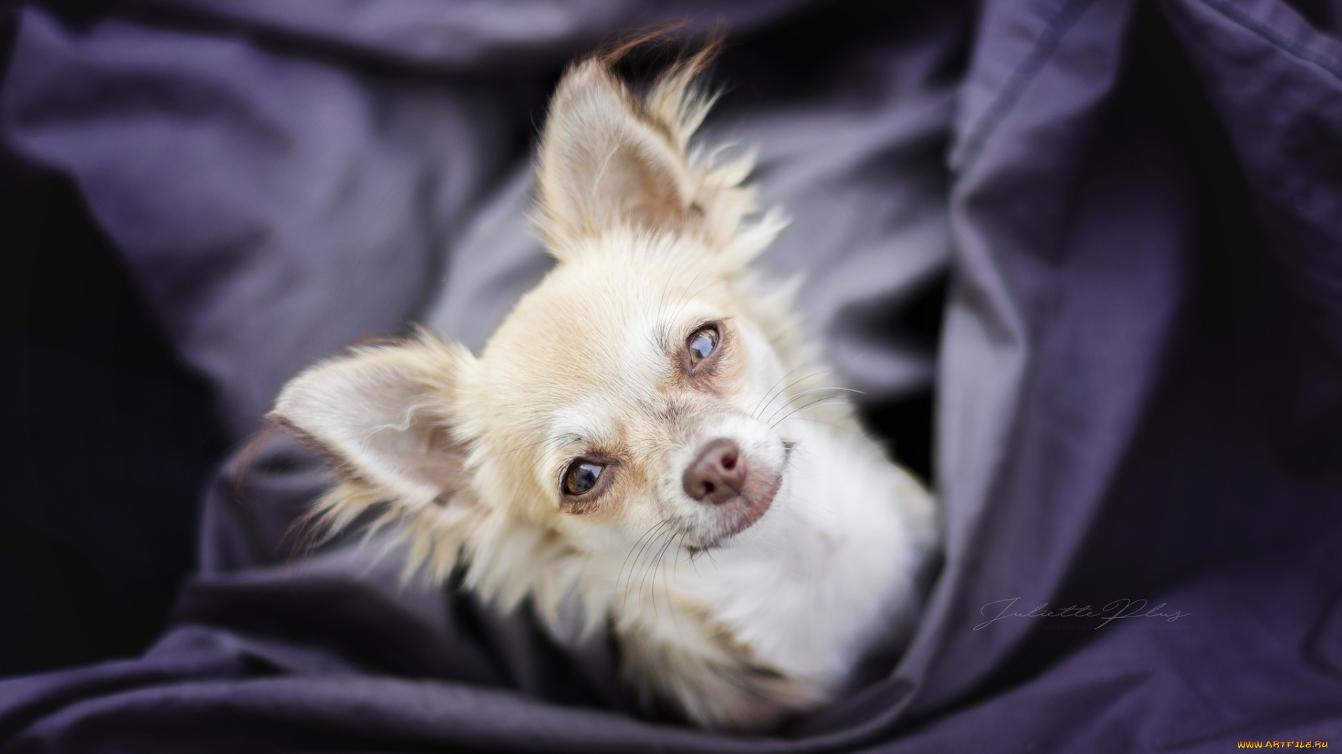 животные, собаки, ткань, собака