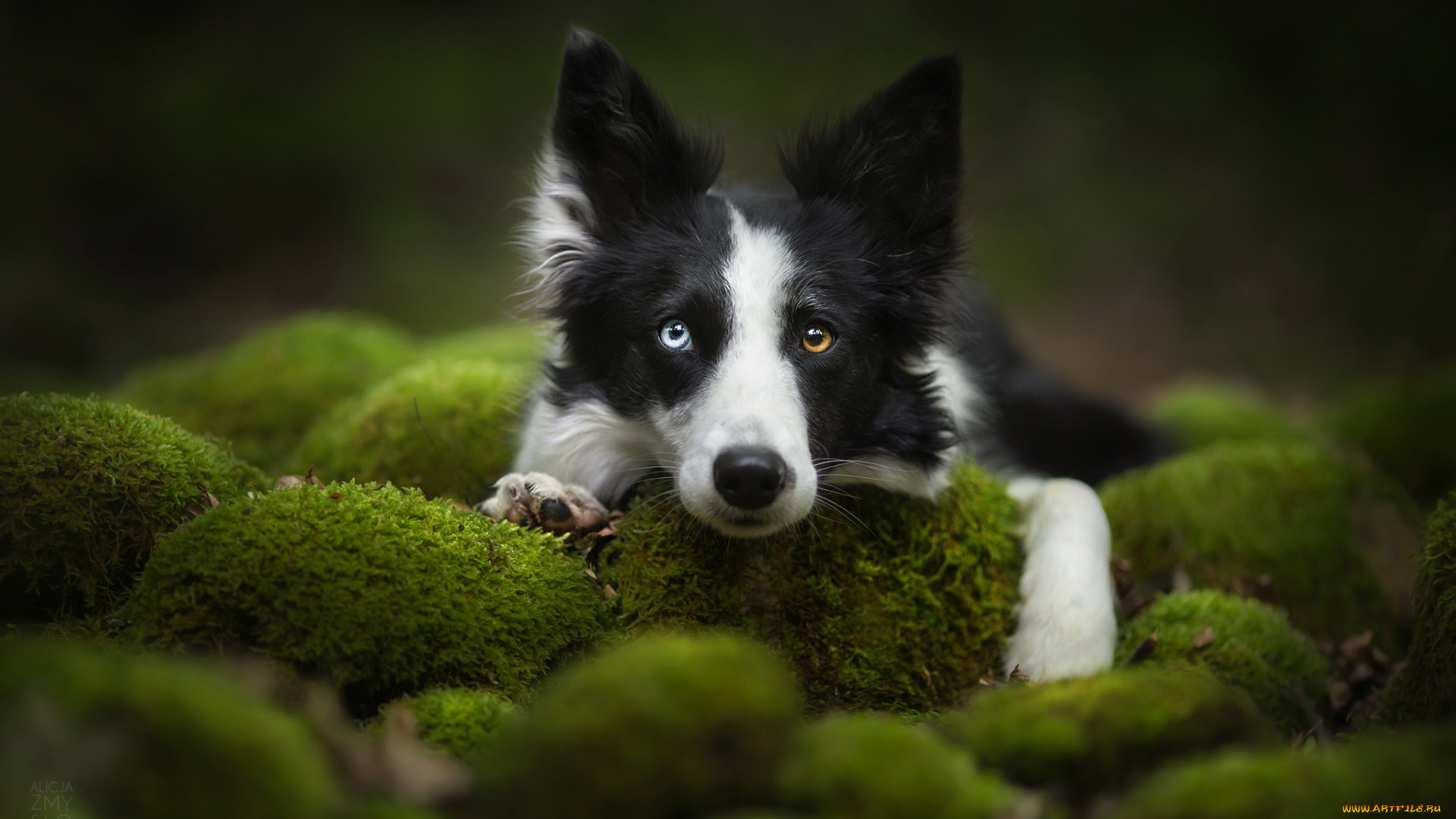 животные, собаки, трава, сабака, прогулка