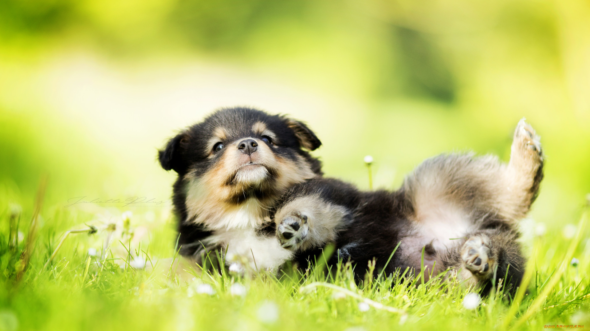 животные, собаки, трава, щенок, прогулка