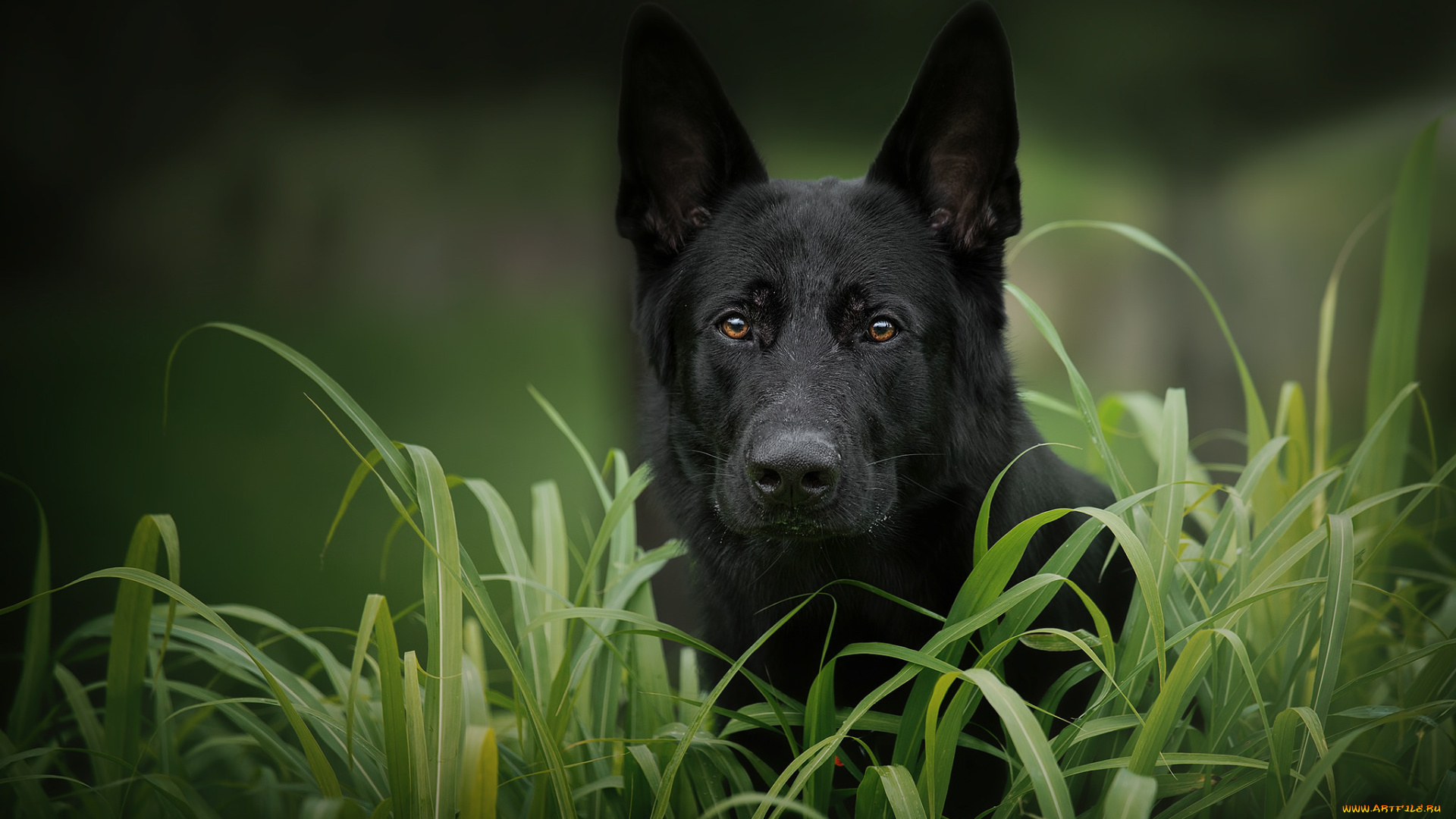 животные, собаки, трава, собака, прогулка