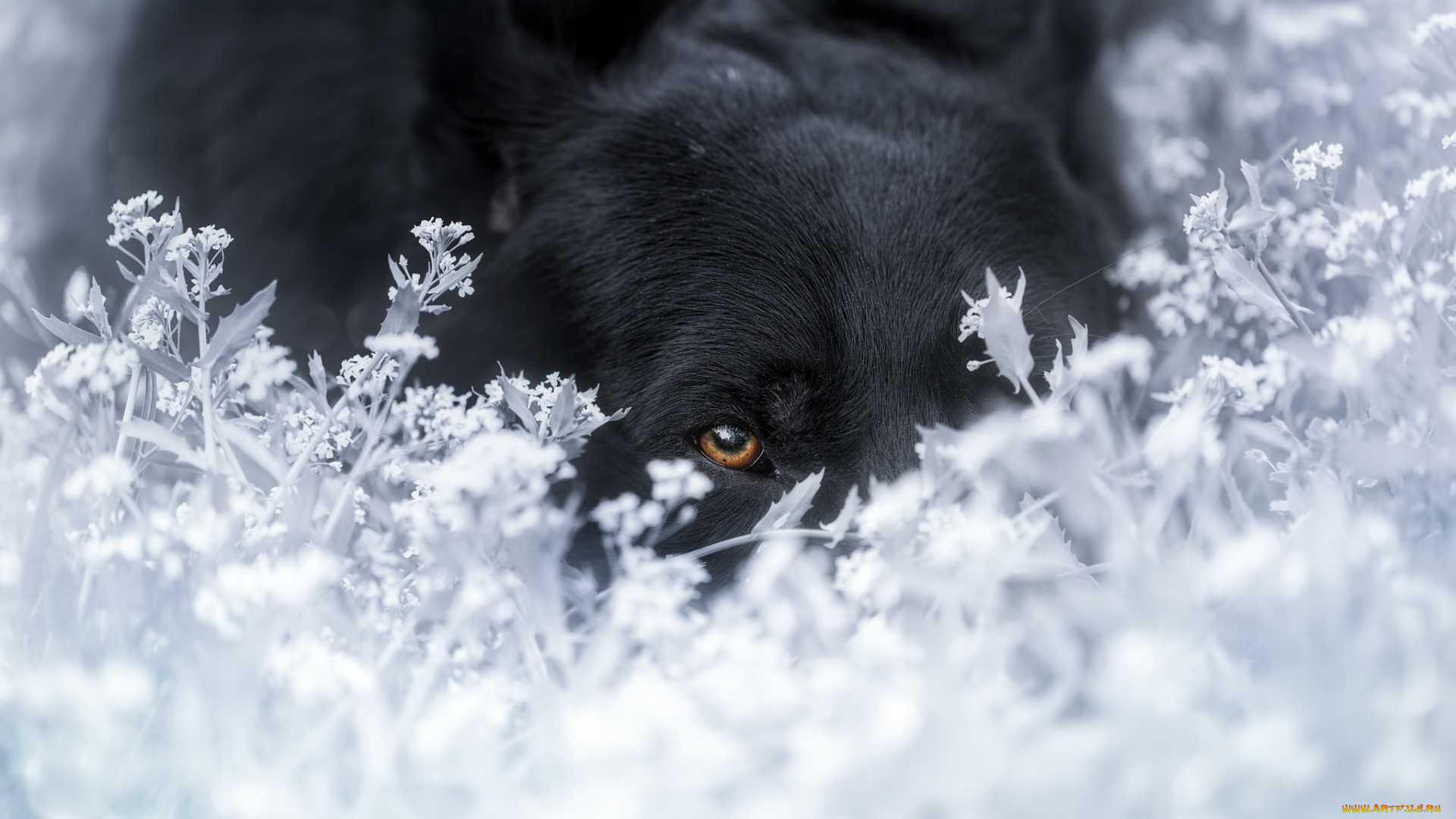 животные, собаки, трава, зима, снег, собака