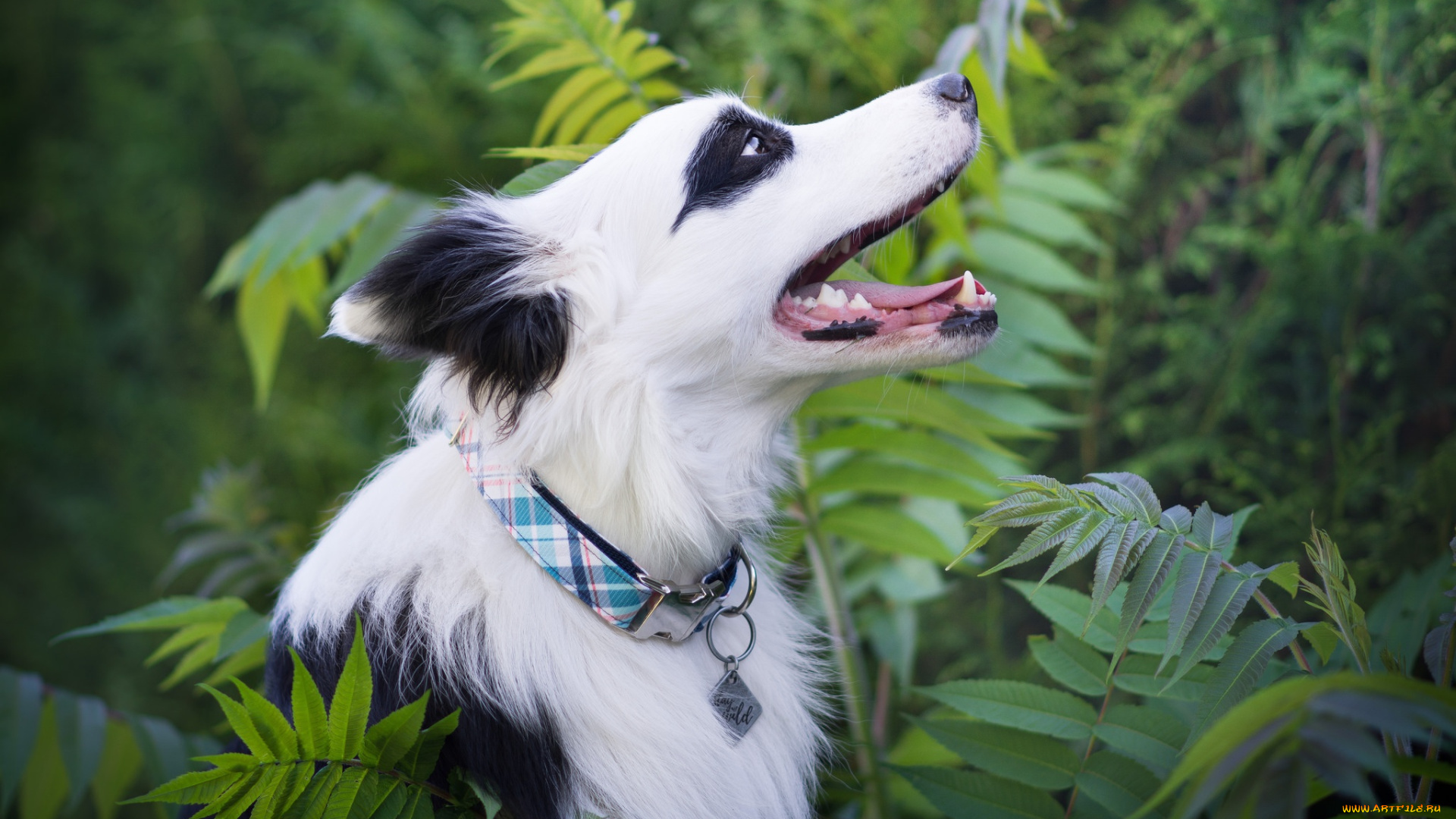 животные, собаки, взгляд, друг, собака