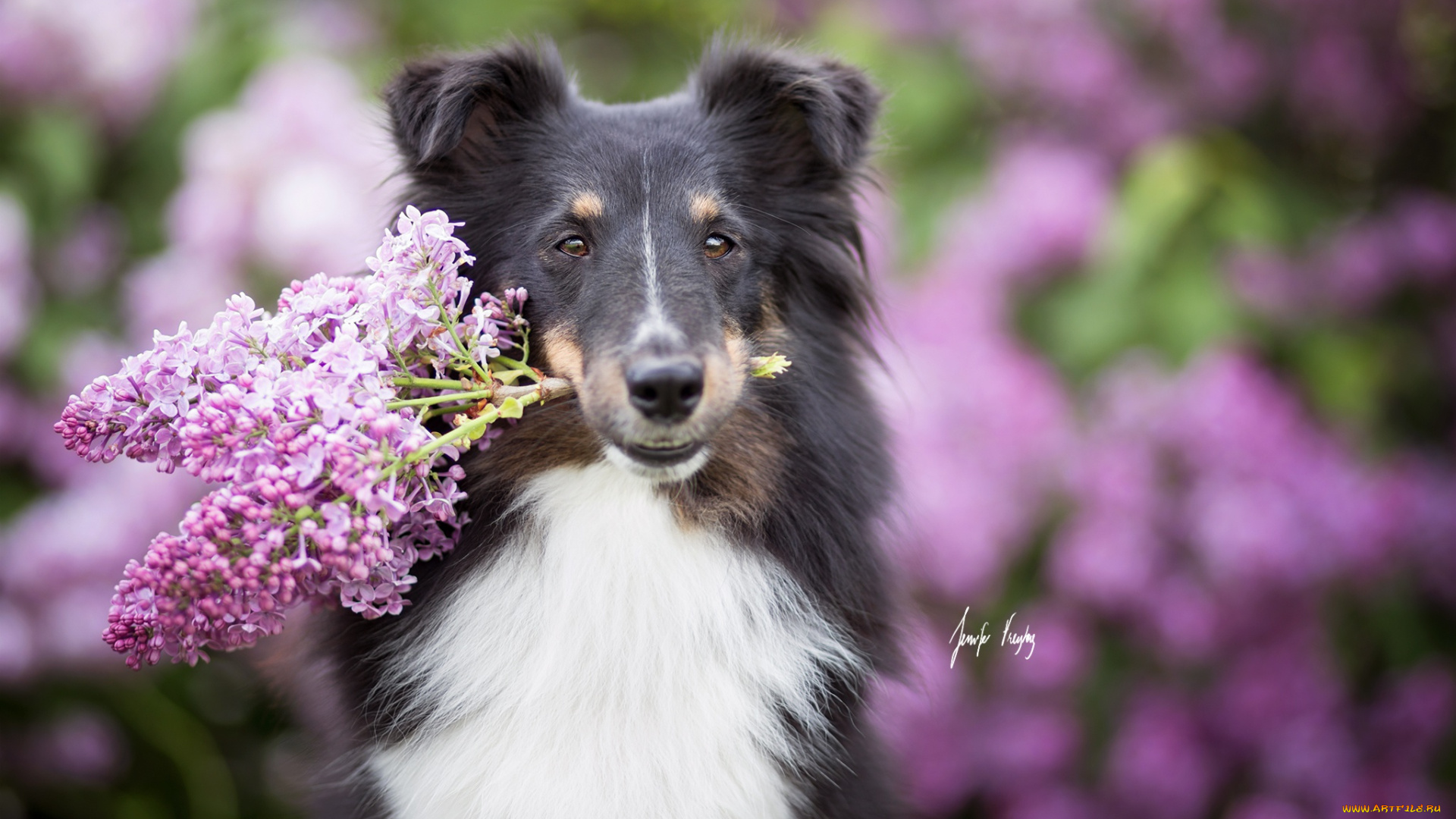 животные, собаки, взгляд, друг, собака