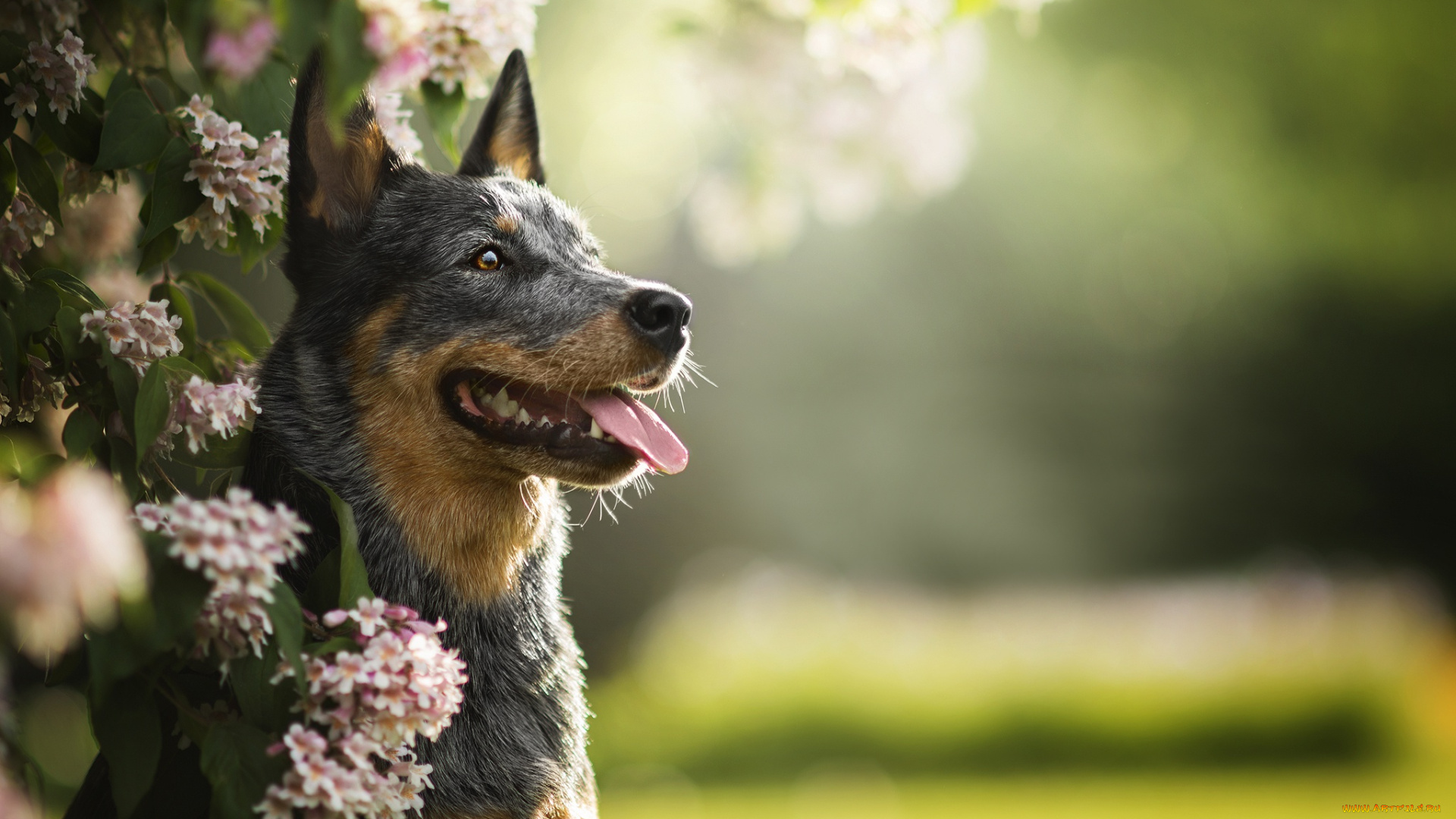 животные, собаки, зелень, собака, боке