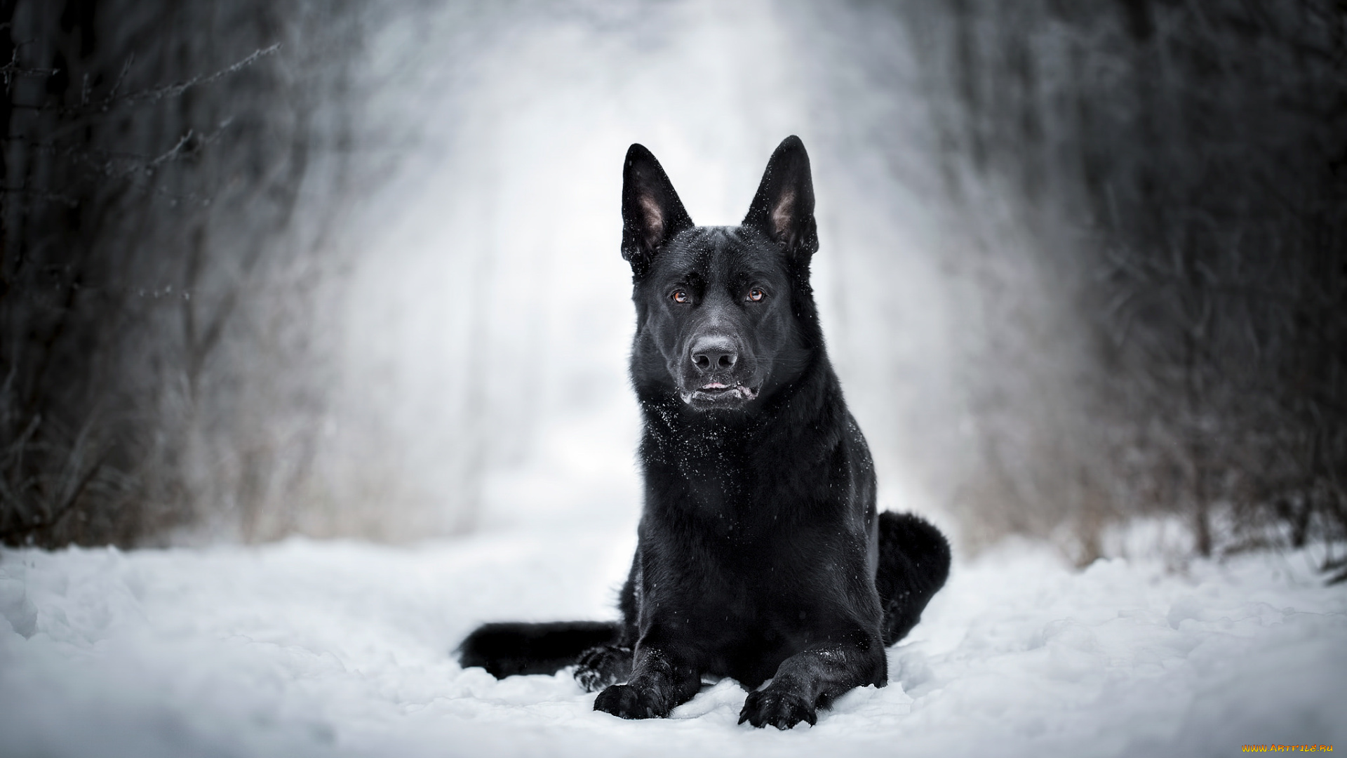 животные, собаки, зима, собака, снег