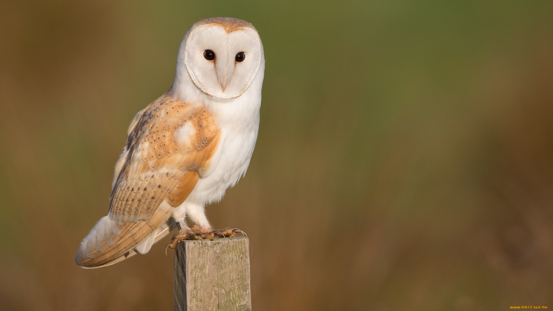животные, совы, сова
