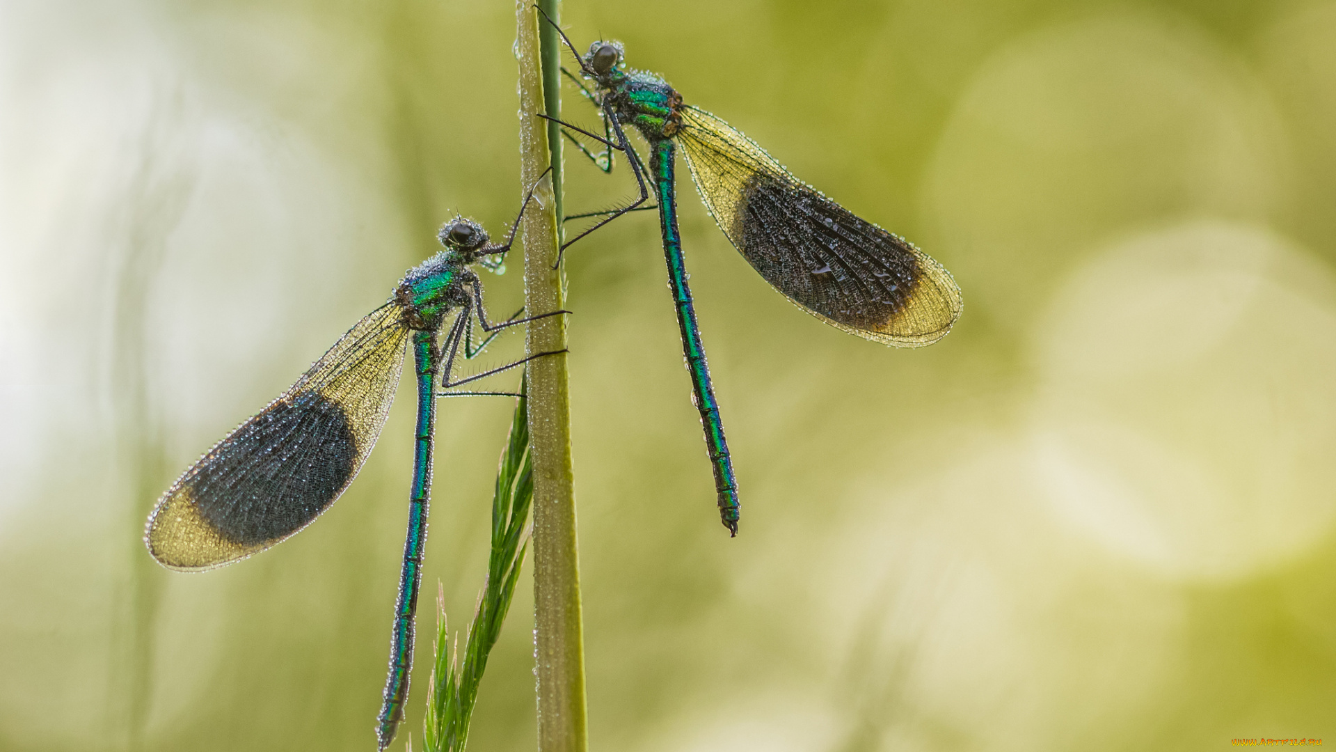 животные, стрекозы, трава, стрекоза, фон