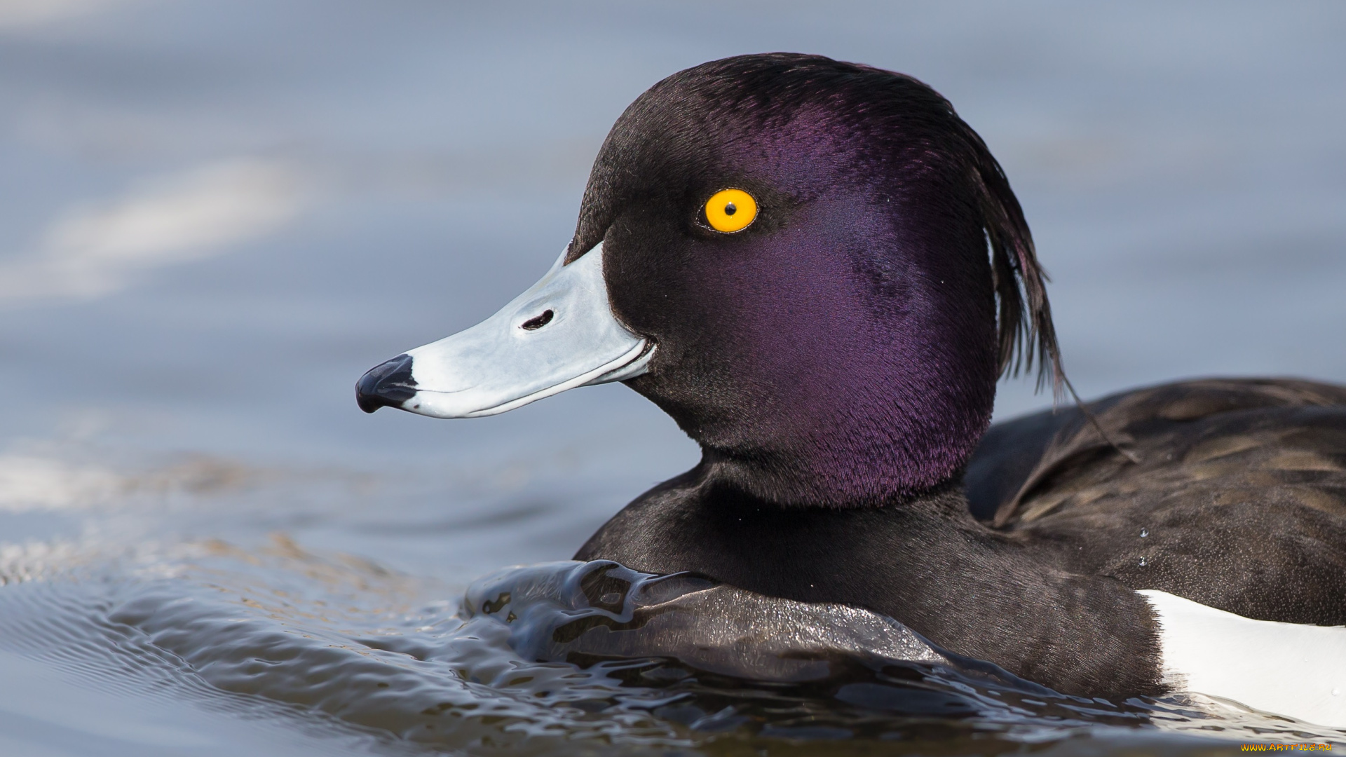 животные, утки, утка