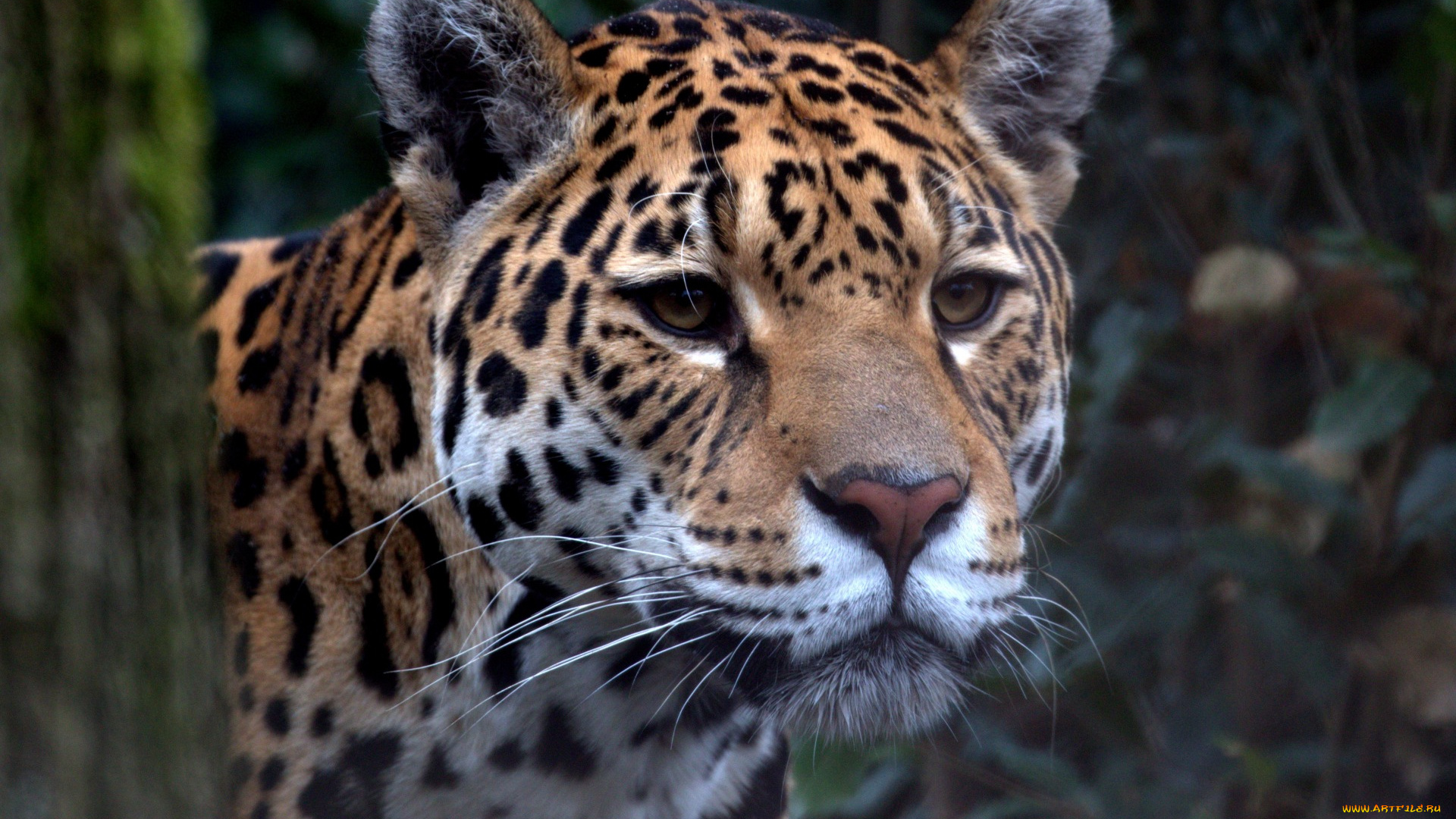 животные, Ягуары, ягуар, пантера, зоопарк, хищник, большой, кот, взгляд