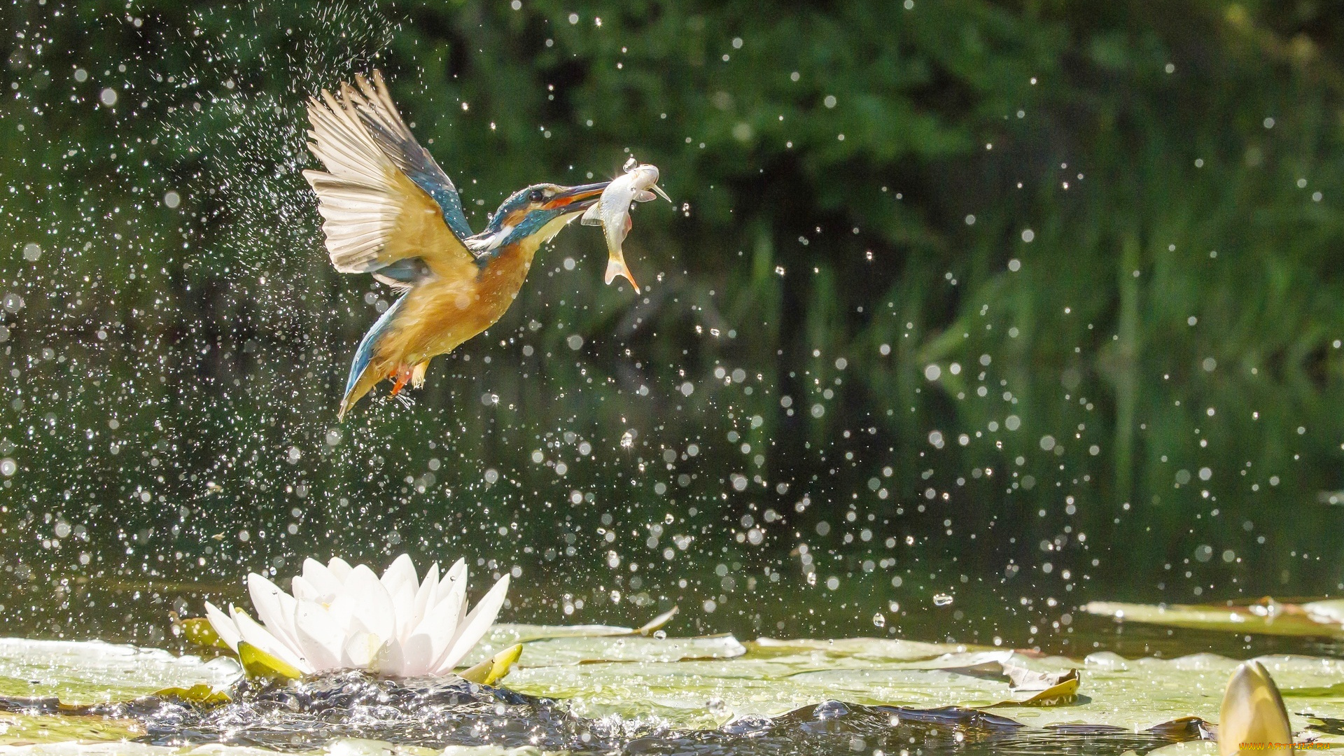 животные, зимородки, зимородок, рыба, добыча, птица, брызги, кувшинки, озеро