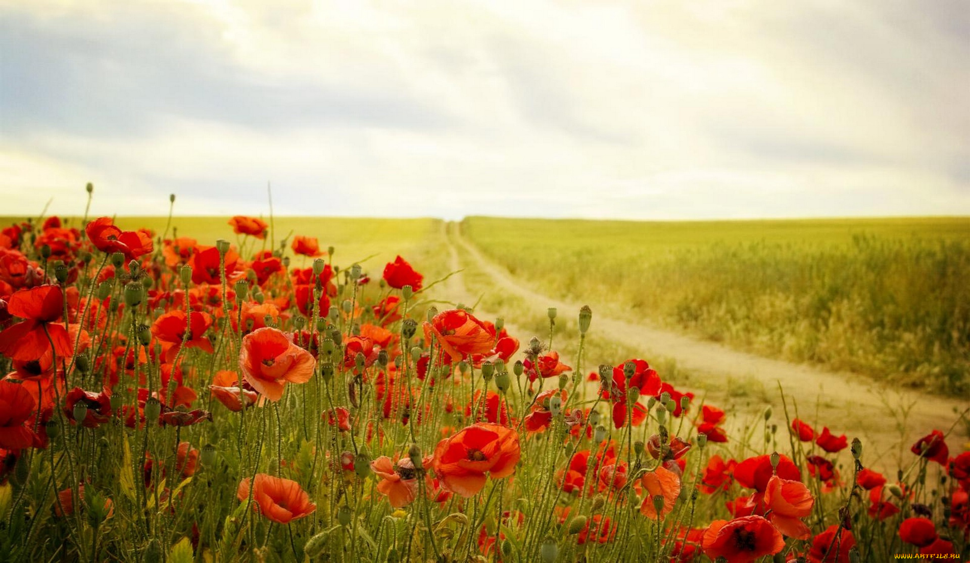 цветы, маки, лето, поле