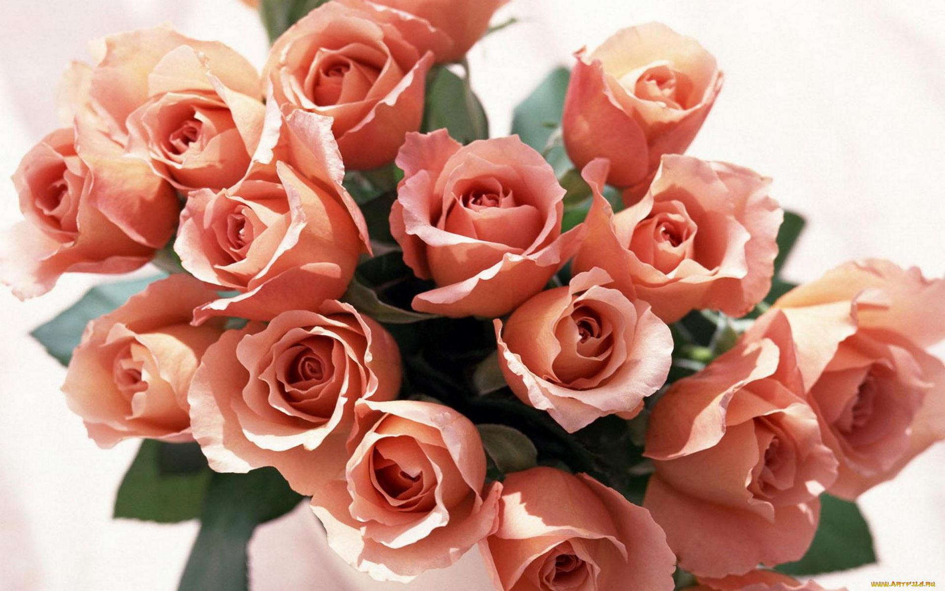 цветы, розы, букет, розовые