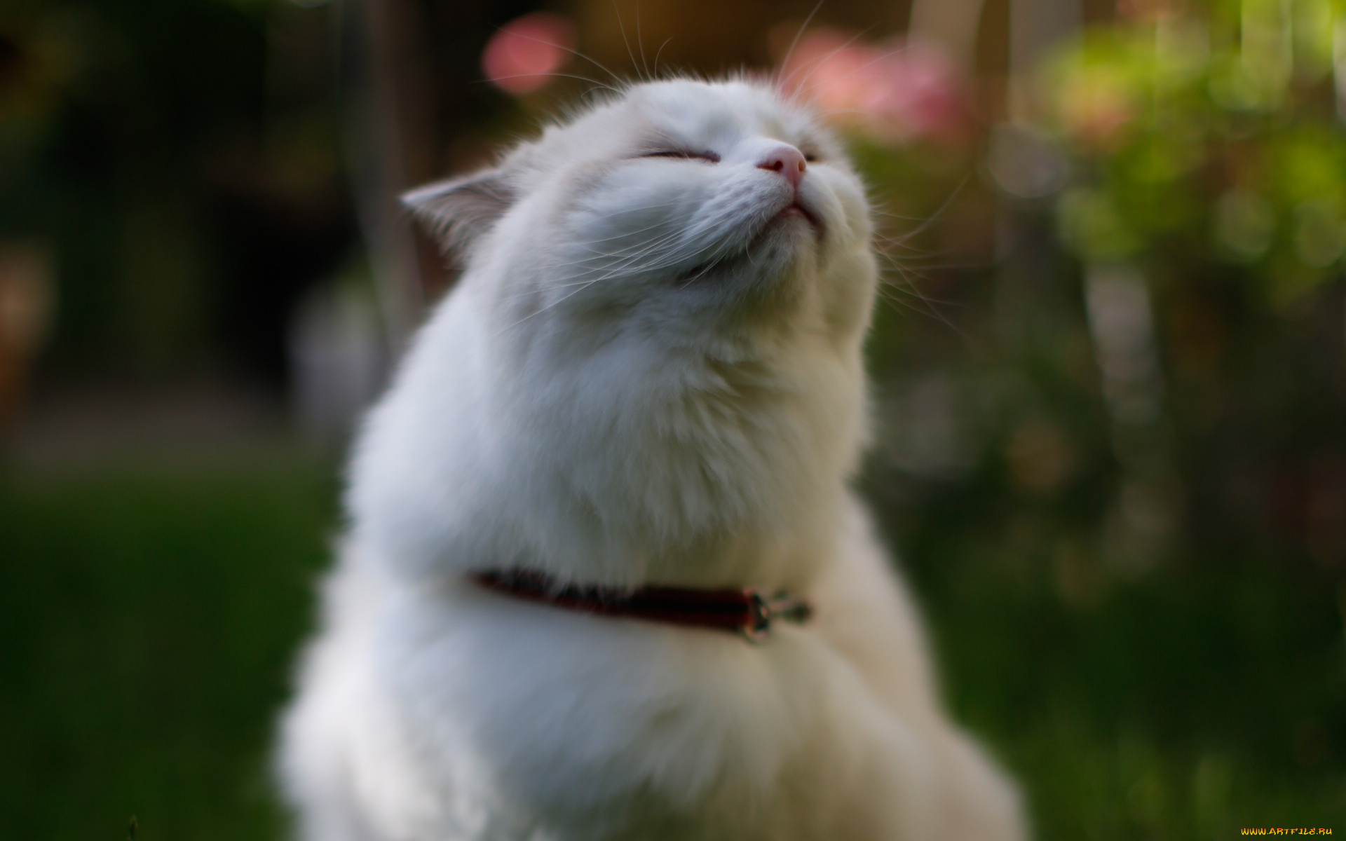 животные, коты, кошка, поза, пушистый, природа, белый, трава, кот