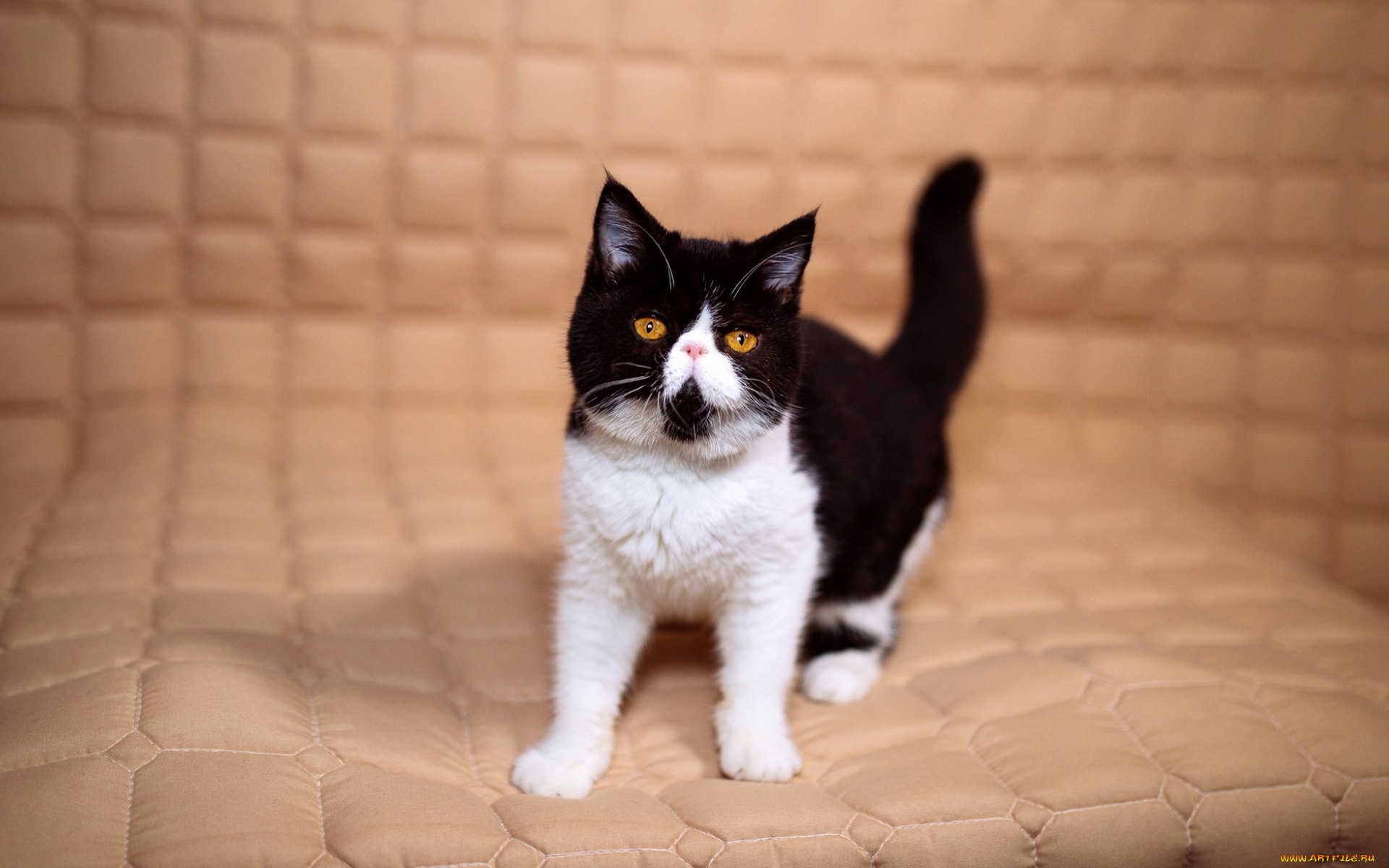 животные, коты, матрас, желтые, маленький, мордочка, милый, экстремал, перс, котенок, черно-белый, фон, кошка, глазки, клетки, взгляд, бежевый