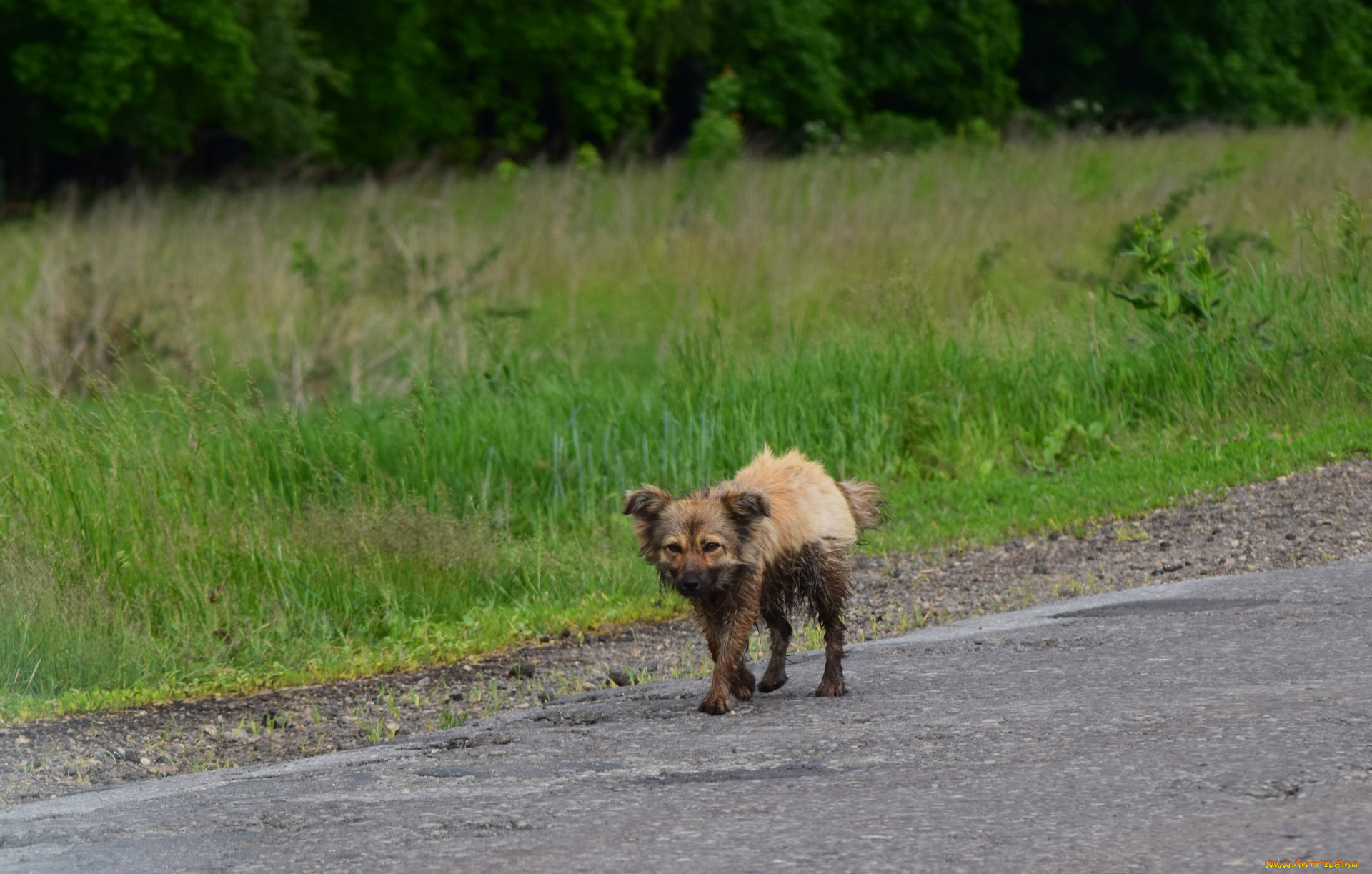 животные, собаки, собака