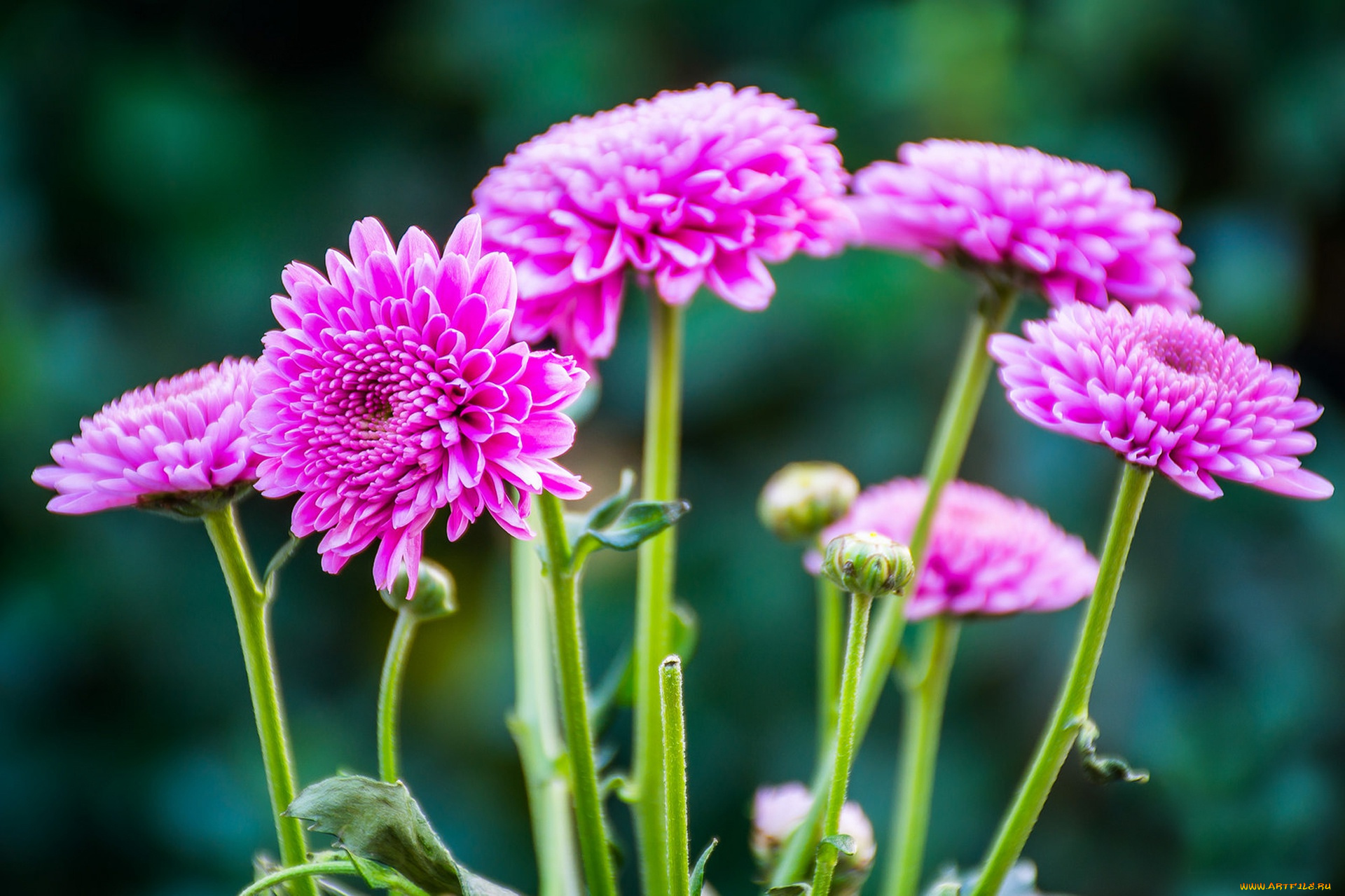 цветы, хризантемы, боке, макро