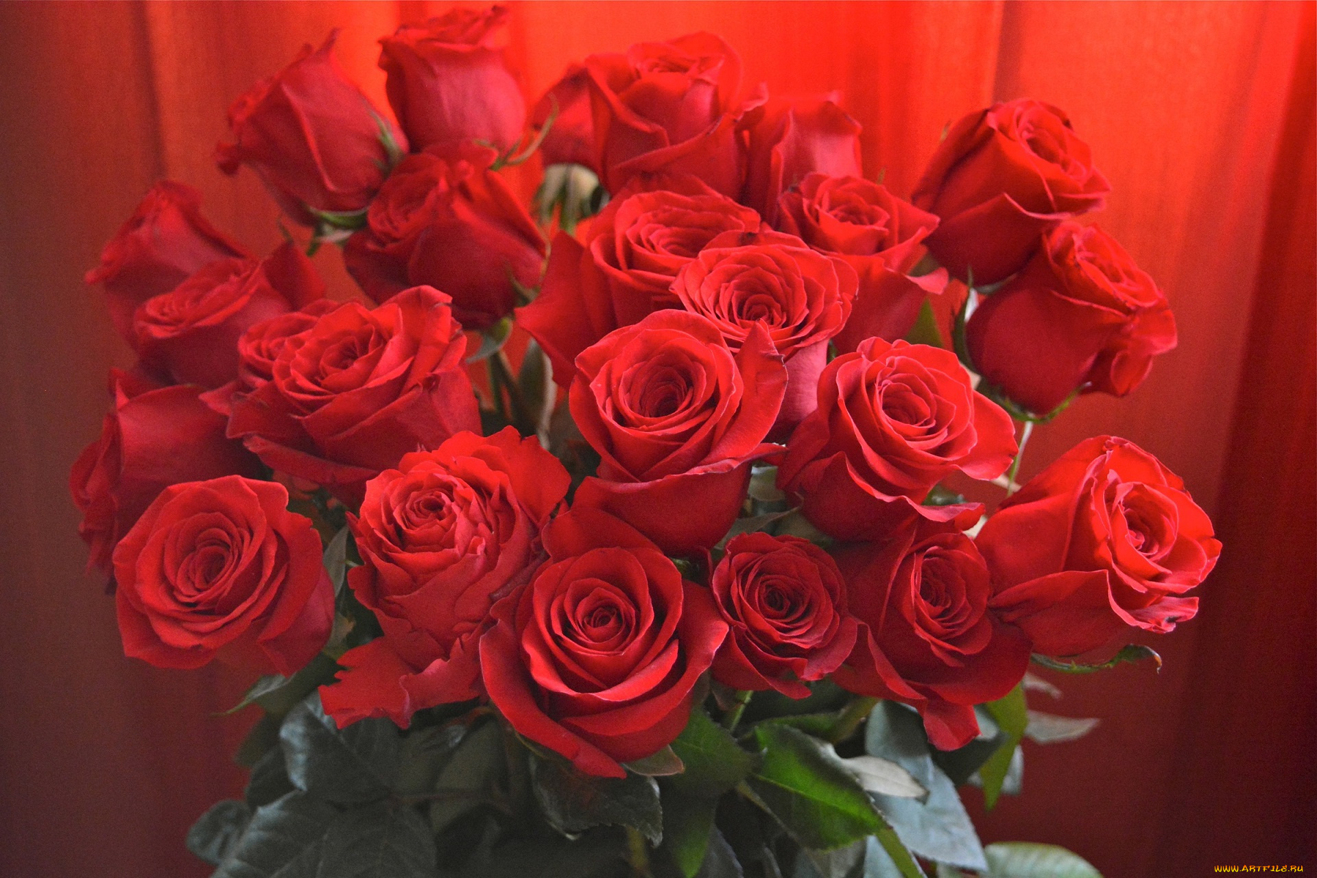 цветы, розы, бутоны, красные, букет, листья