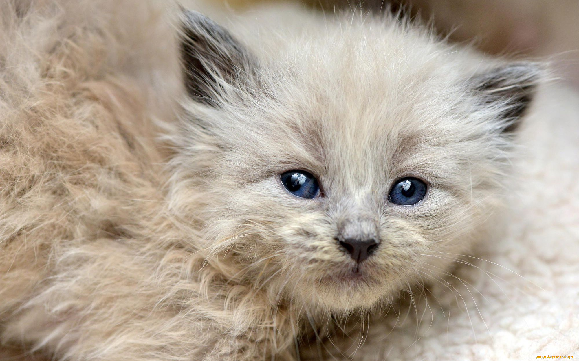 животные, коты, мордочка, милый, шерсть, кошка, котенок, взгляд, маленький, пушистый, растерянный