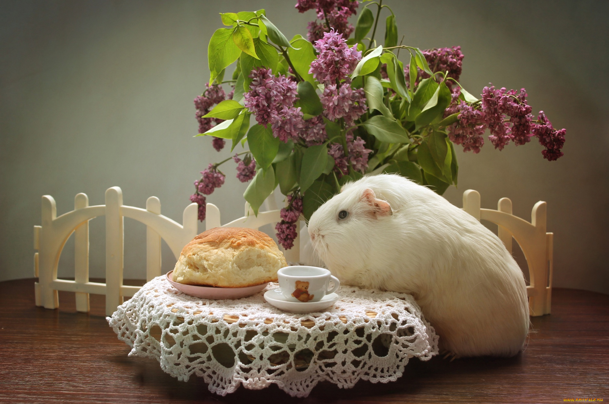животные, морские, свинки, , хомяки, булка, сирень, морская, свинка