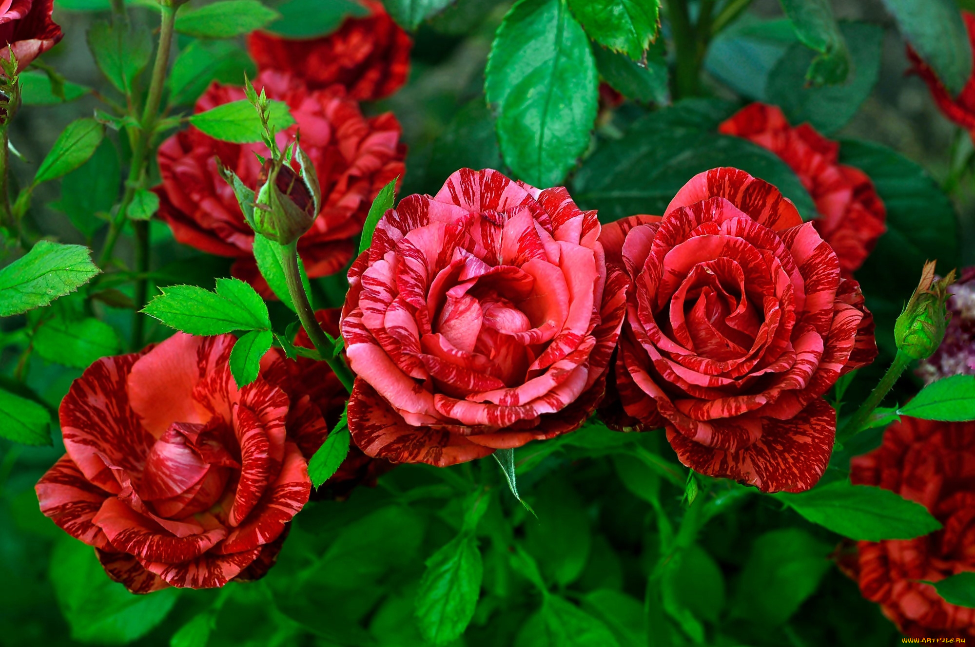 цветы, розы, пестрые