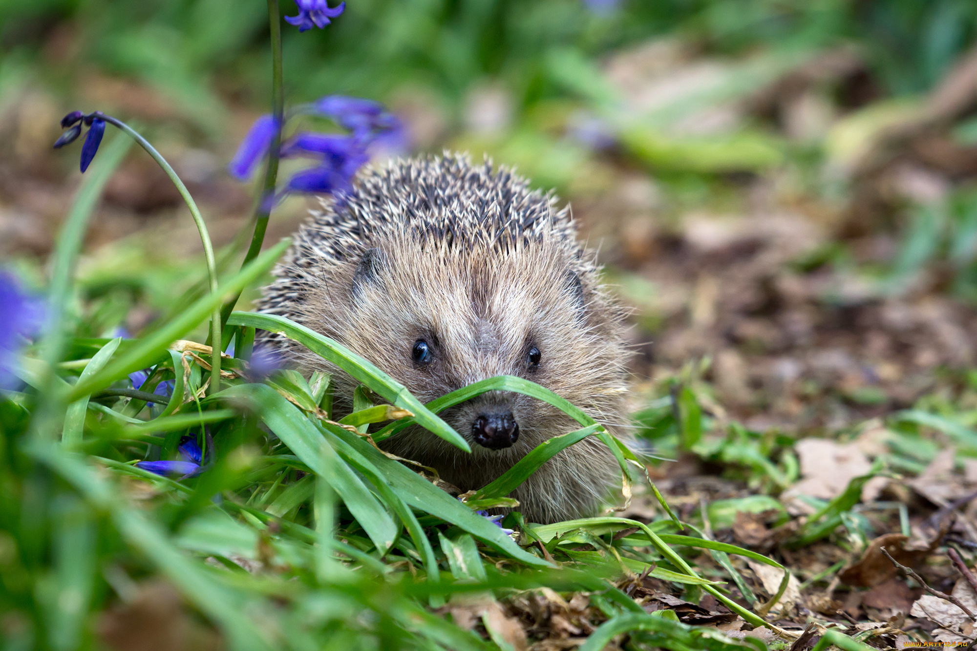 животные, ежи, ежик