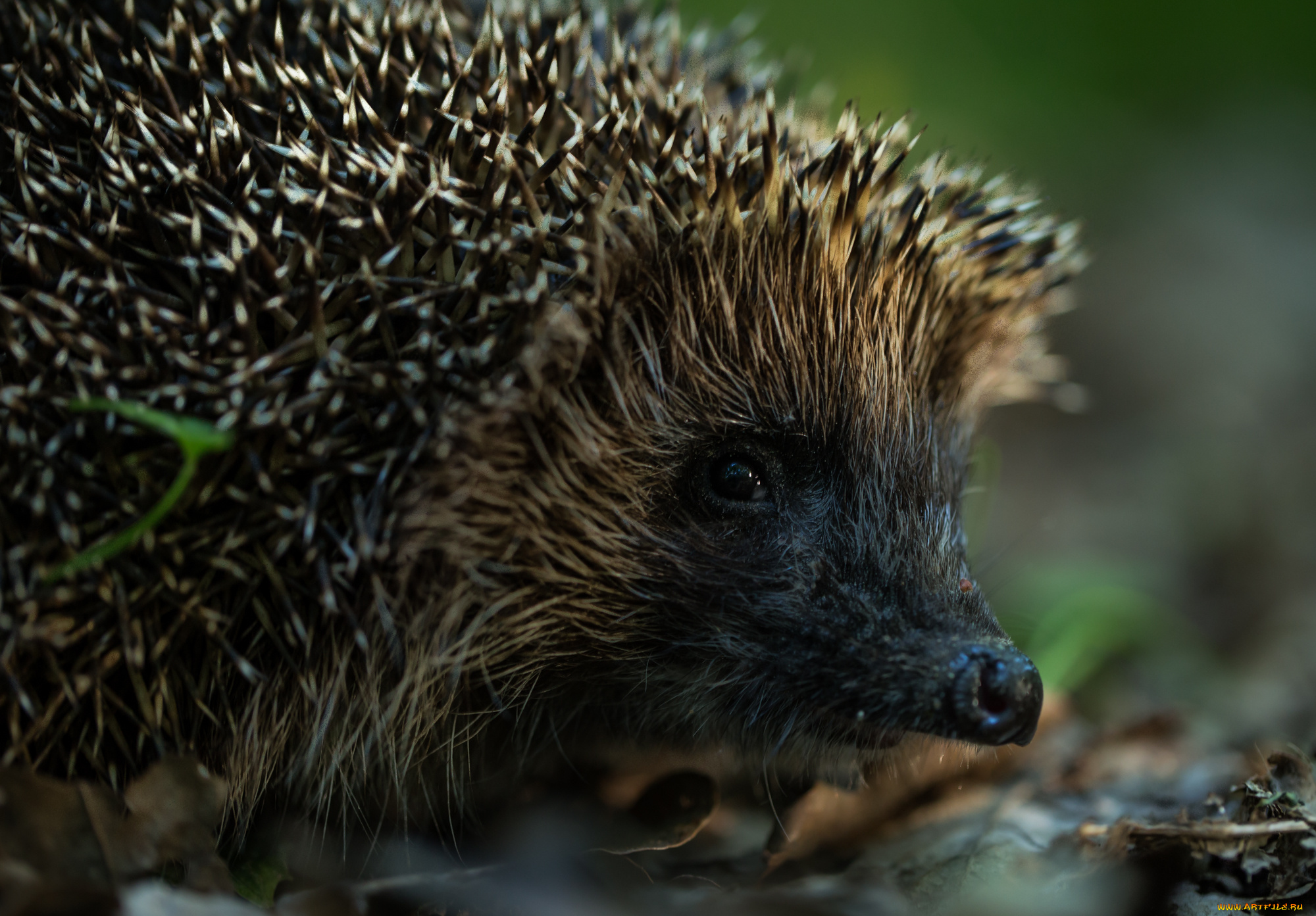 животные, ежи, еж, иголки, листья, лес